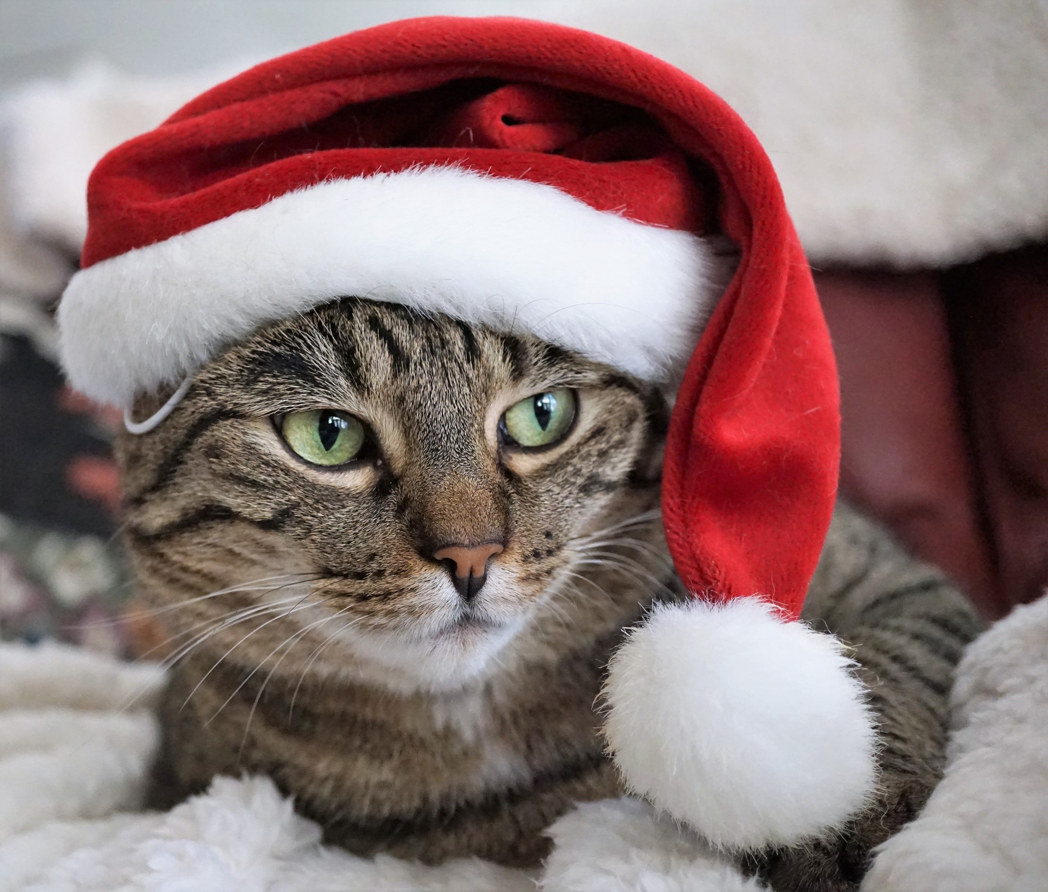Cat wearing a Santa hat HD Wallpaper