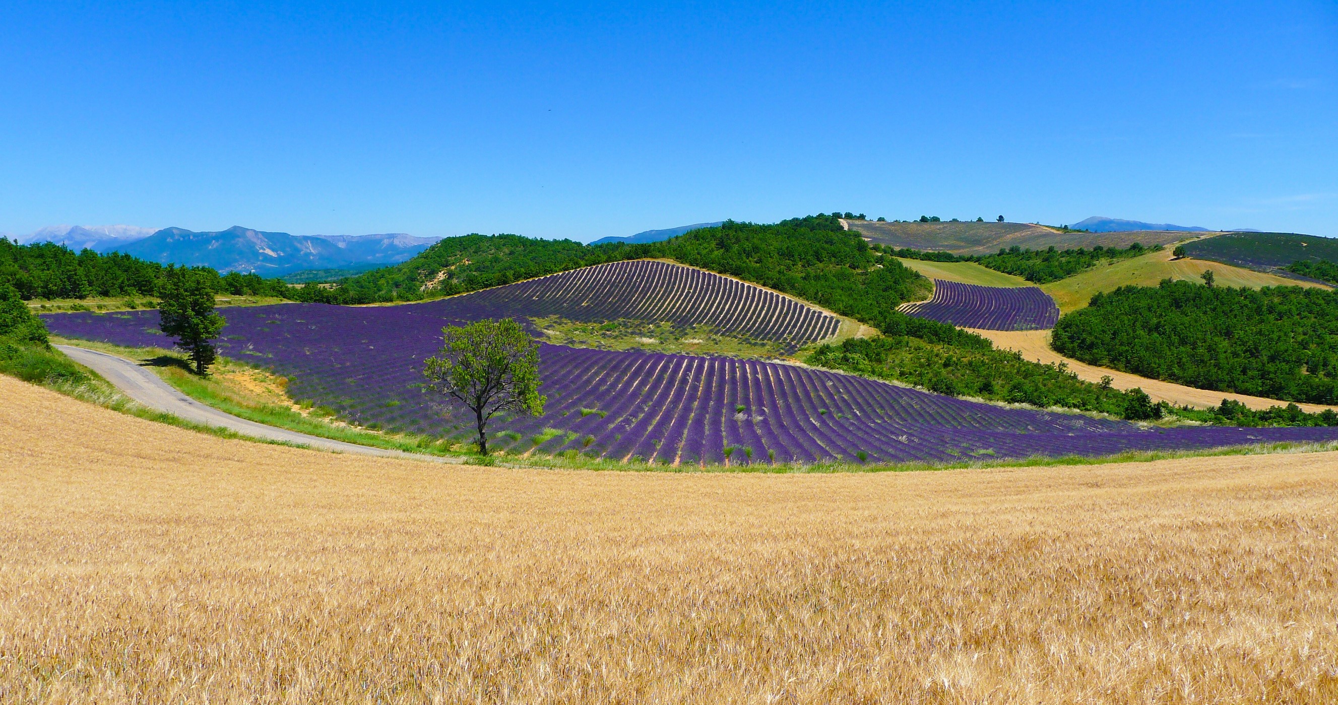 Lavender and wheat fields in Puimichel, France HD Wallpaper