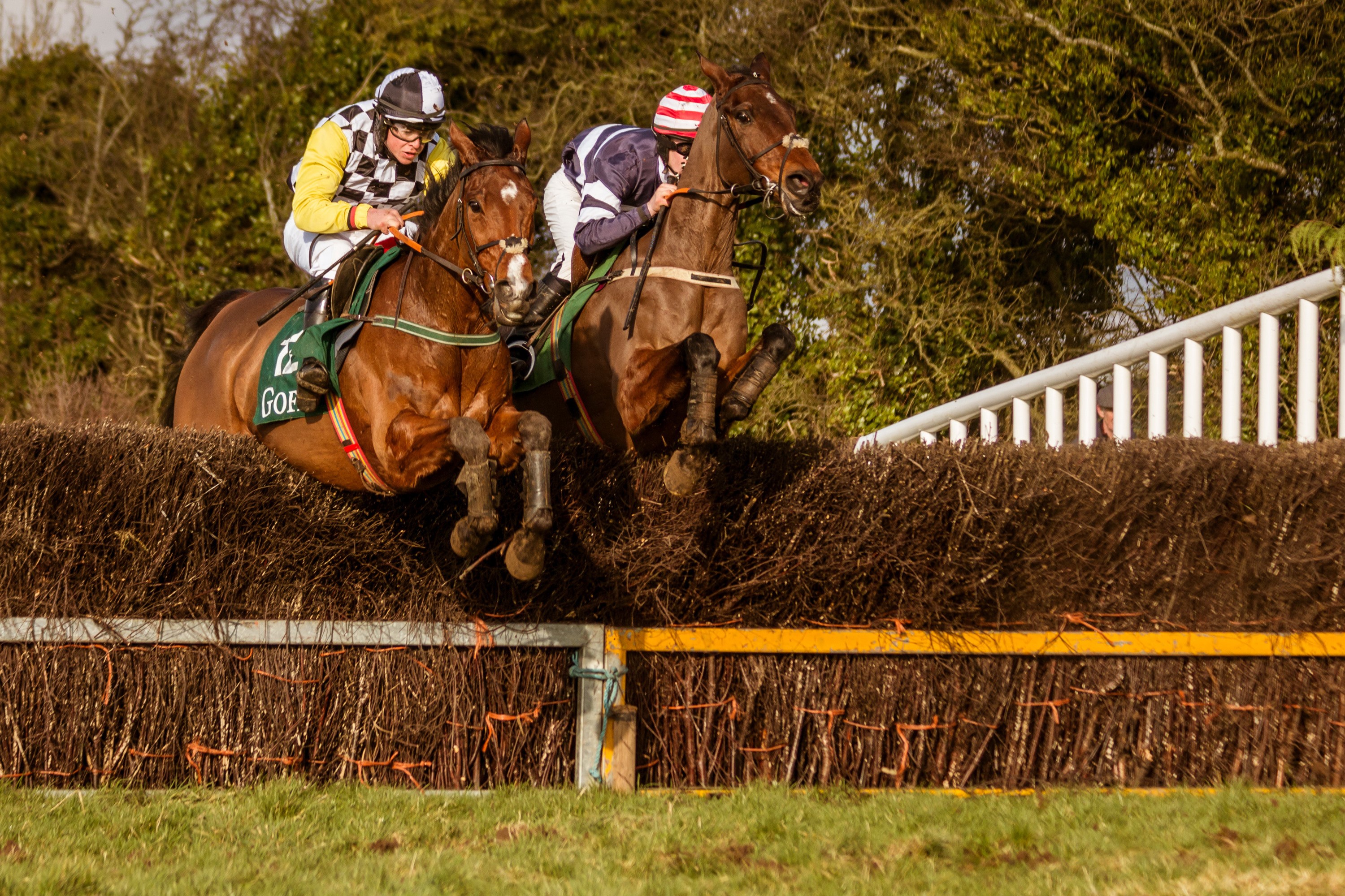 Two horses and jockeys jumping over a hurdle HD Wallpaper