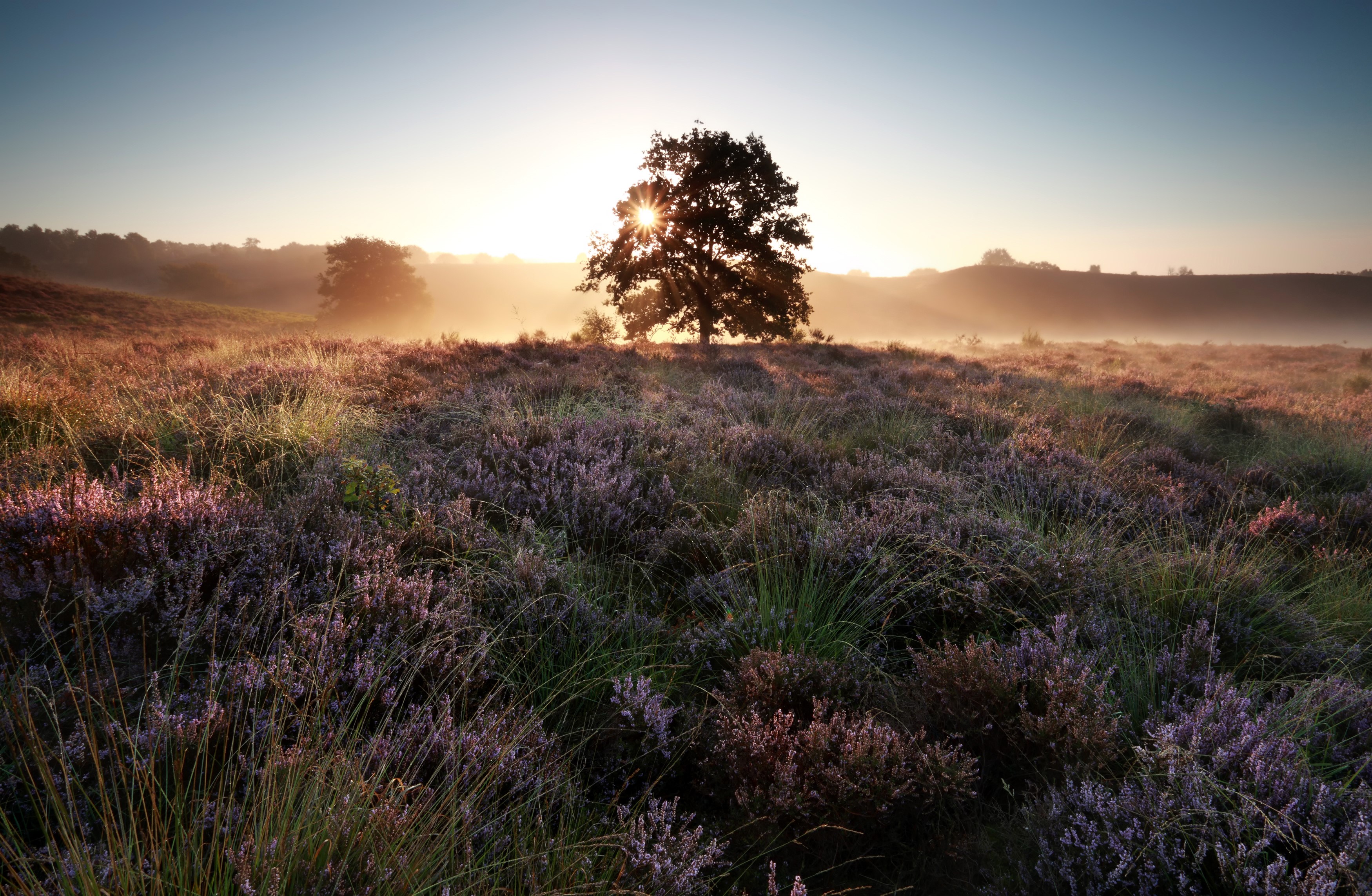 Sunrise over heather field with silhouetted tree HD Wallpaper
