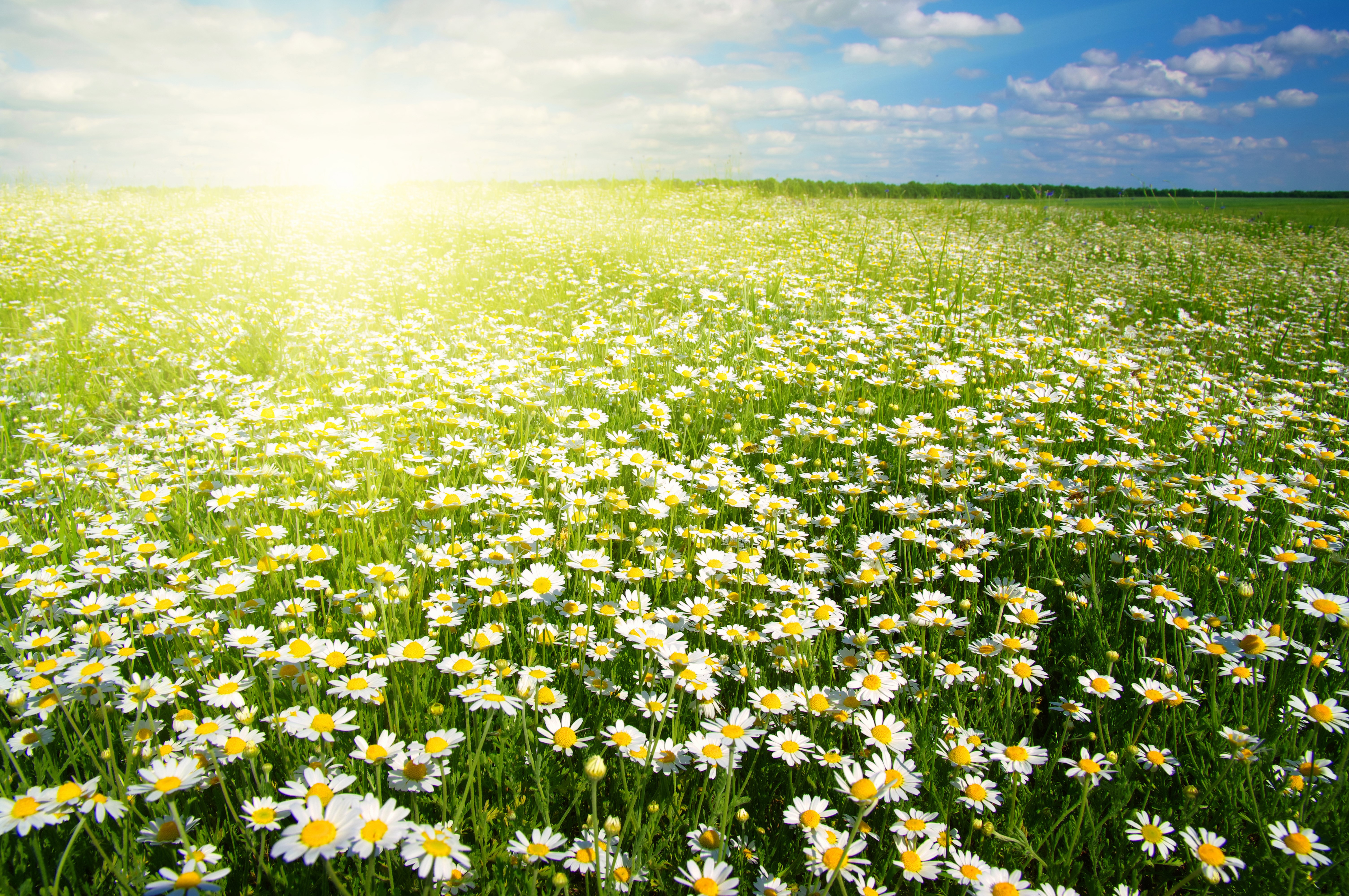 Field of Camomiles Under Sunlight HD Wallpaper