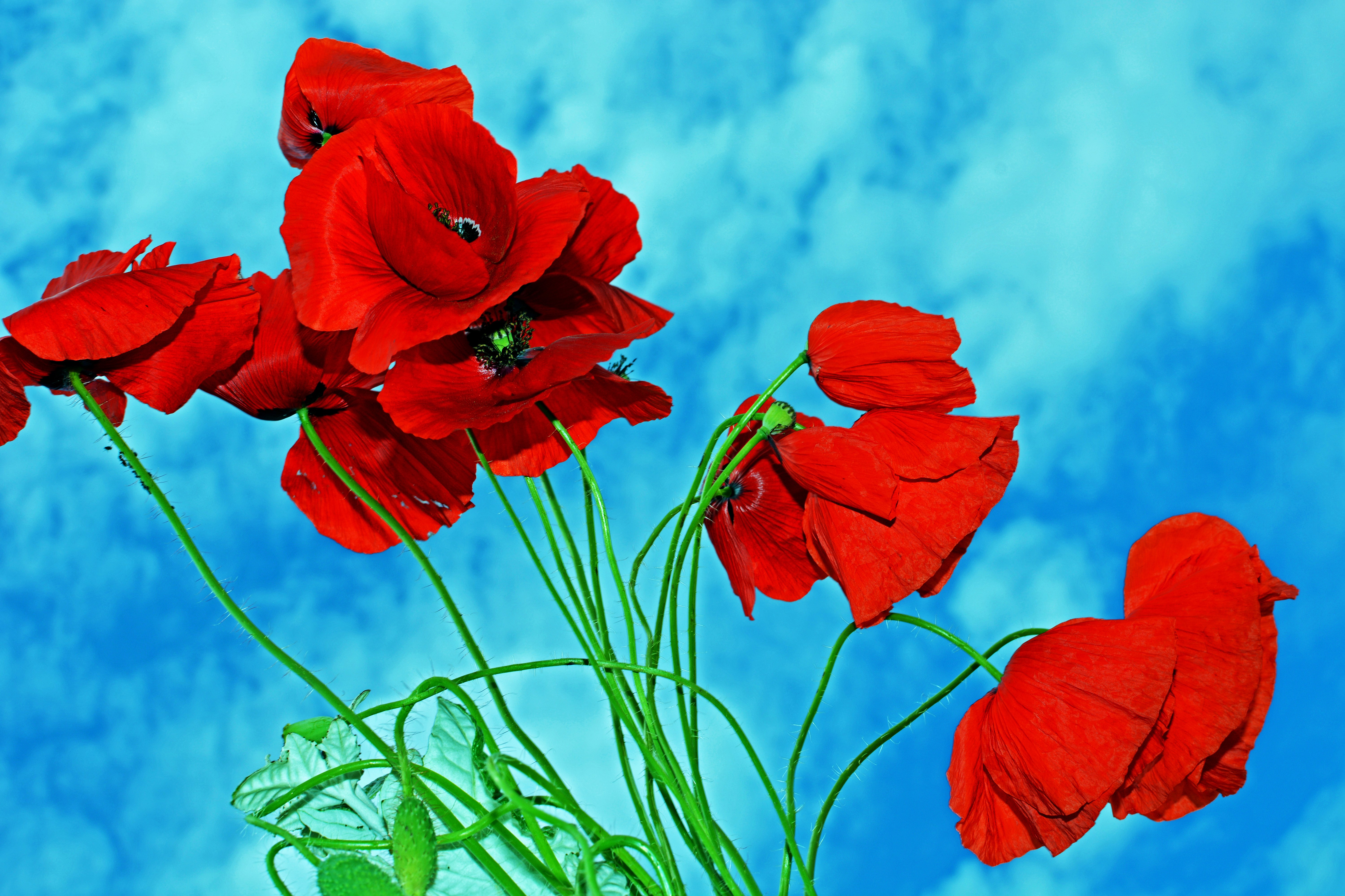 Red Poppies Closeup HD Wallpaper
