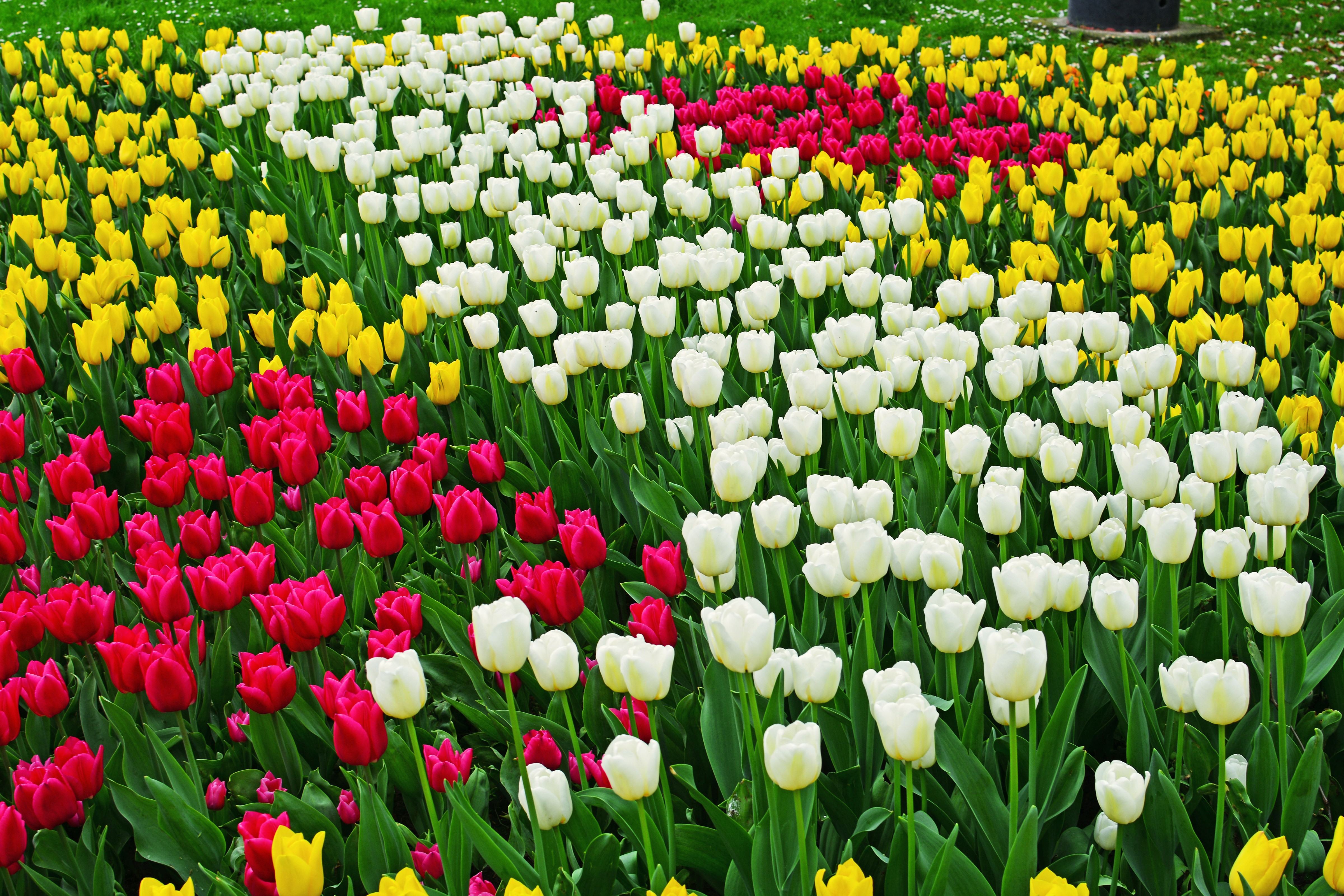 Field of colorful tulips HD Wallpaper
