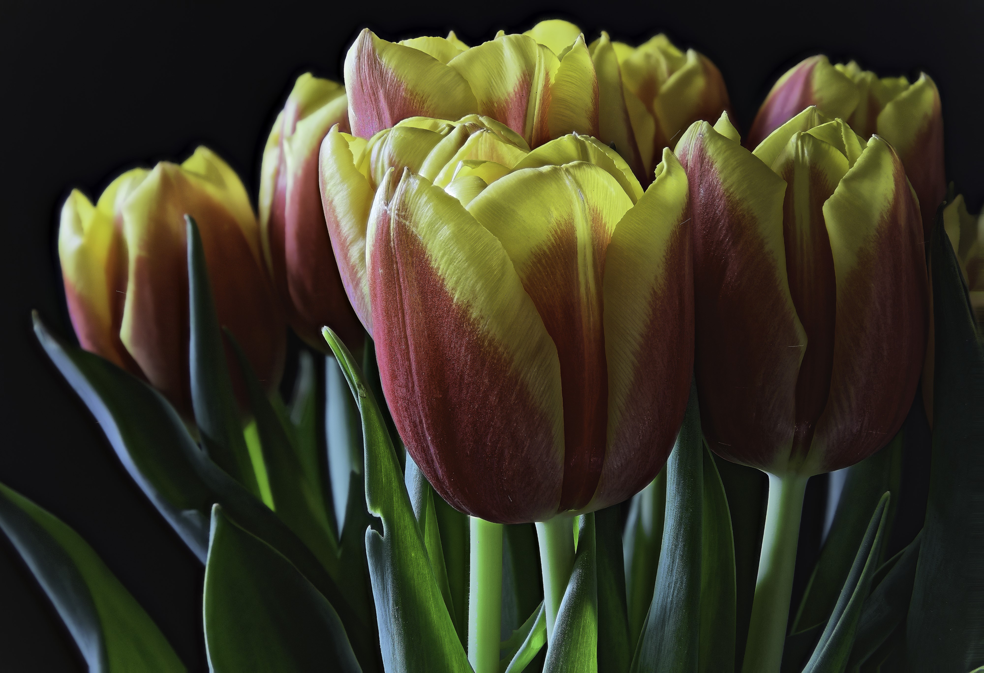 4K Tulips Closeup on Black Background HD Wallpaper