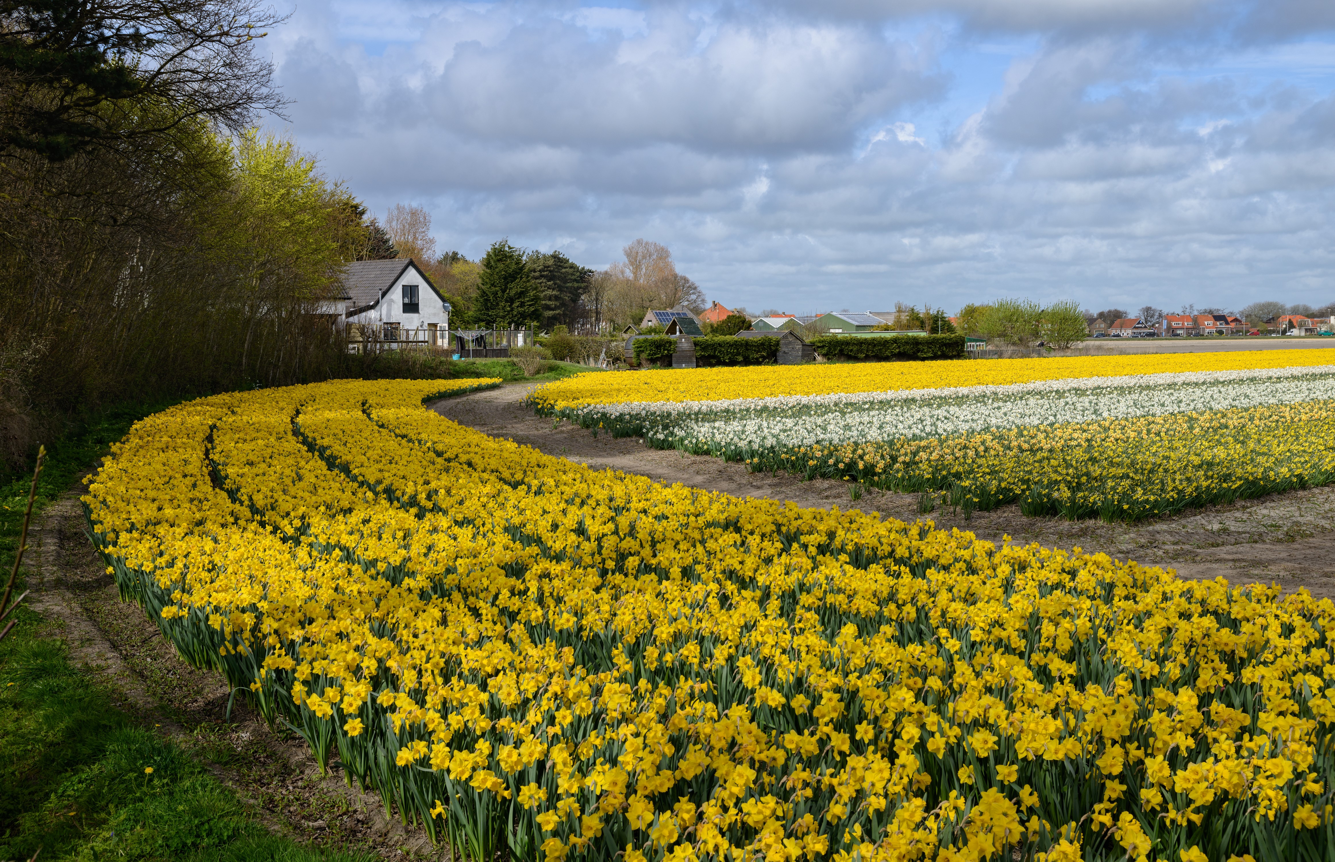 Spring Daffodil Fields in the Netherlands HD Wallpaper