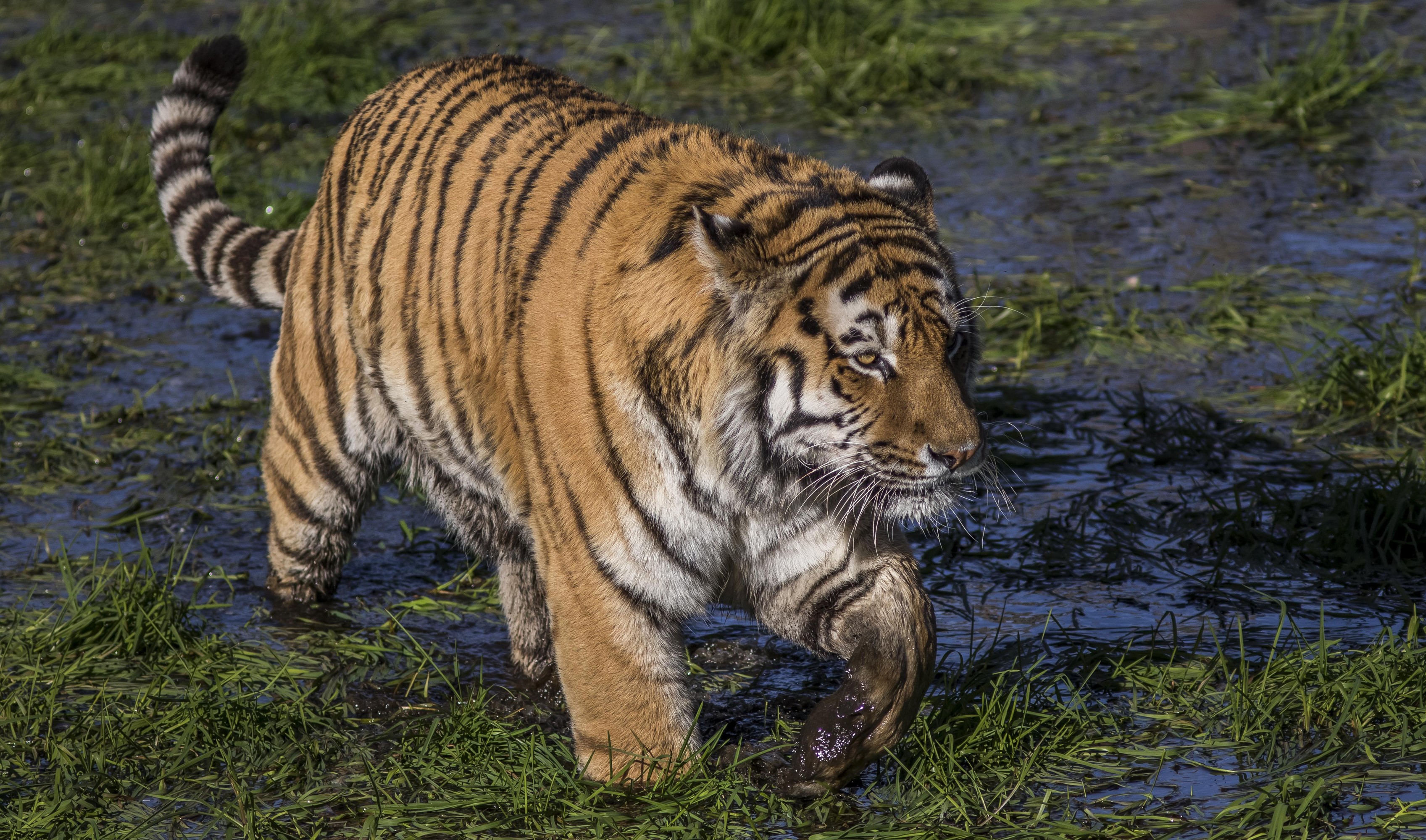 Tiger walking through a grassy swamp HD Wallpaper