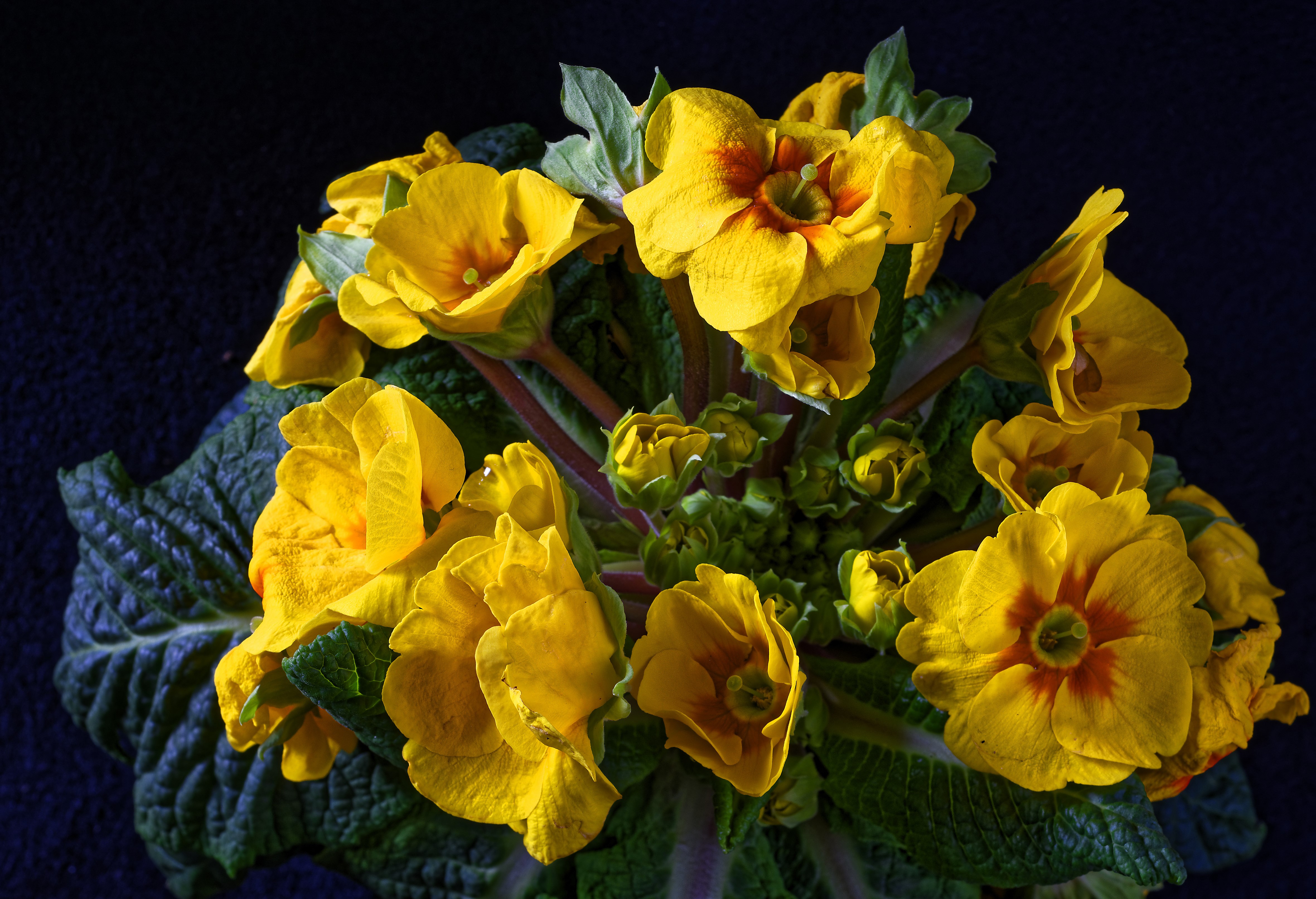 4K Yellow Primula flowers on black background HD Wallpaper