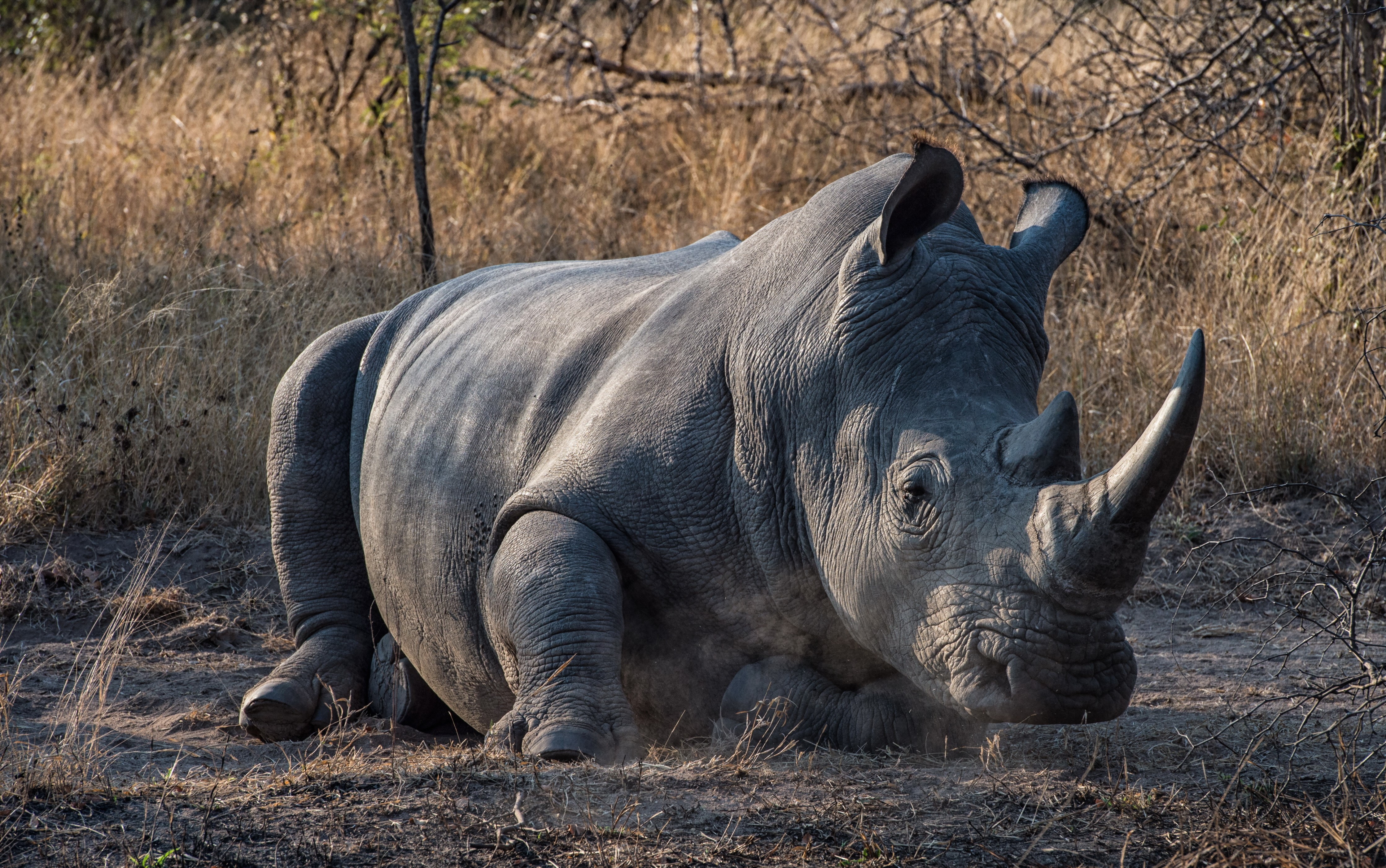 Rhino with Horns HD Wallpaper