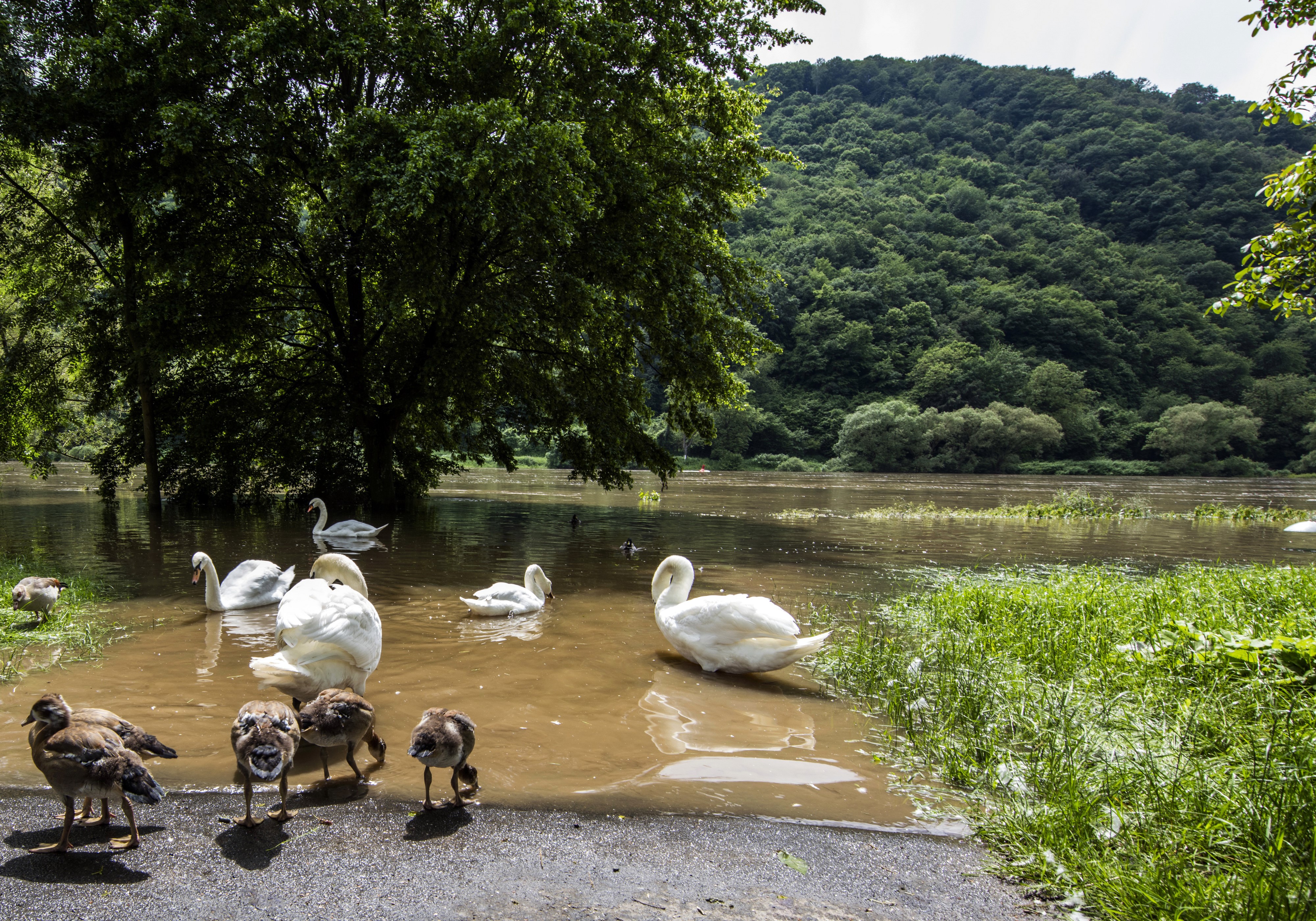 Swans and ducklings in a flooded Mosel river, Germany HD Wallpaper
