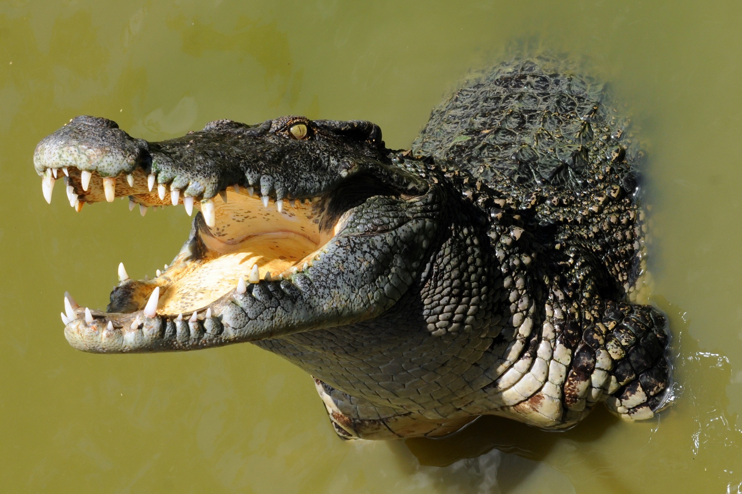 Crocodile with mouth open showing teeth HD Wallpaper