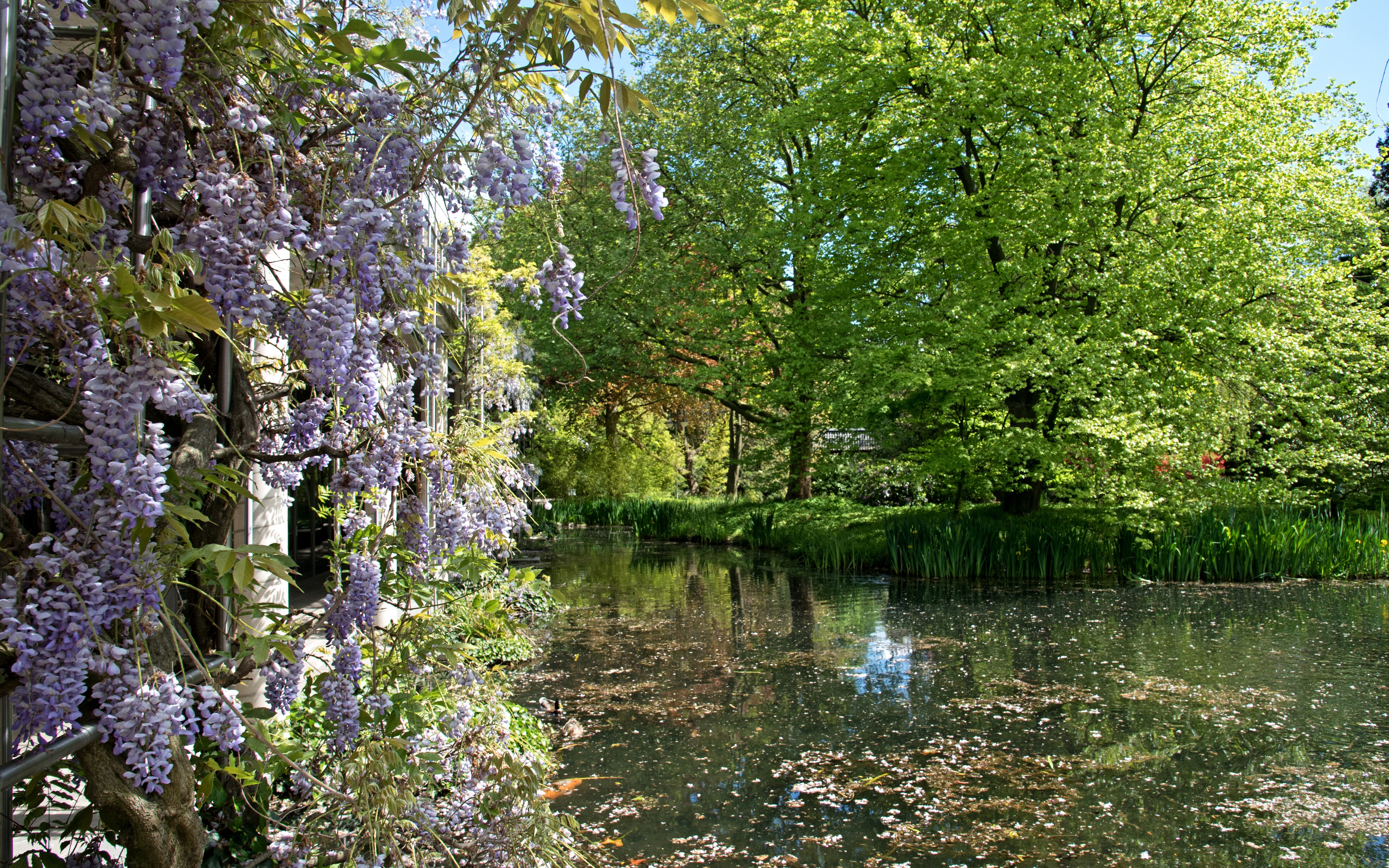 Wisteria and pond in a park HD Wallpaper