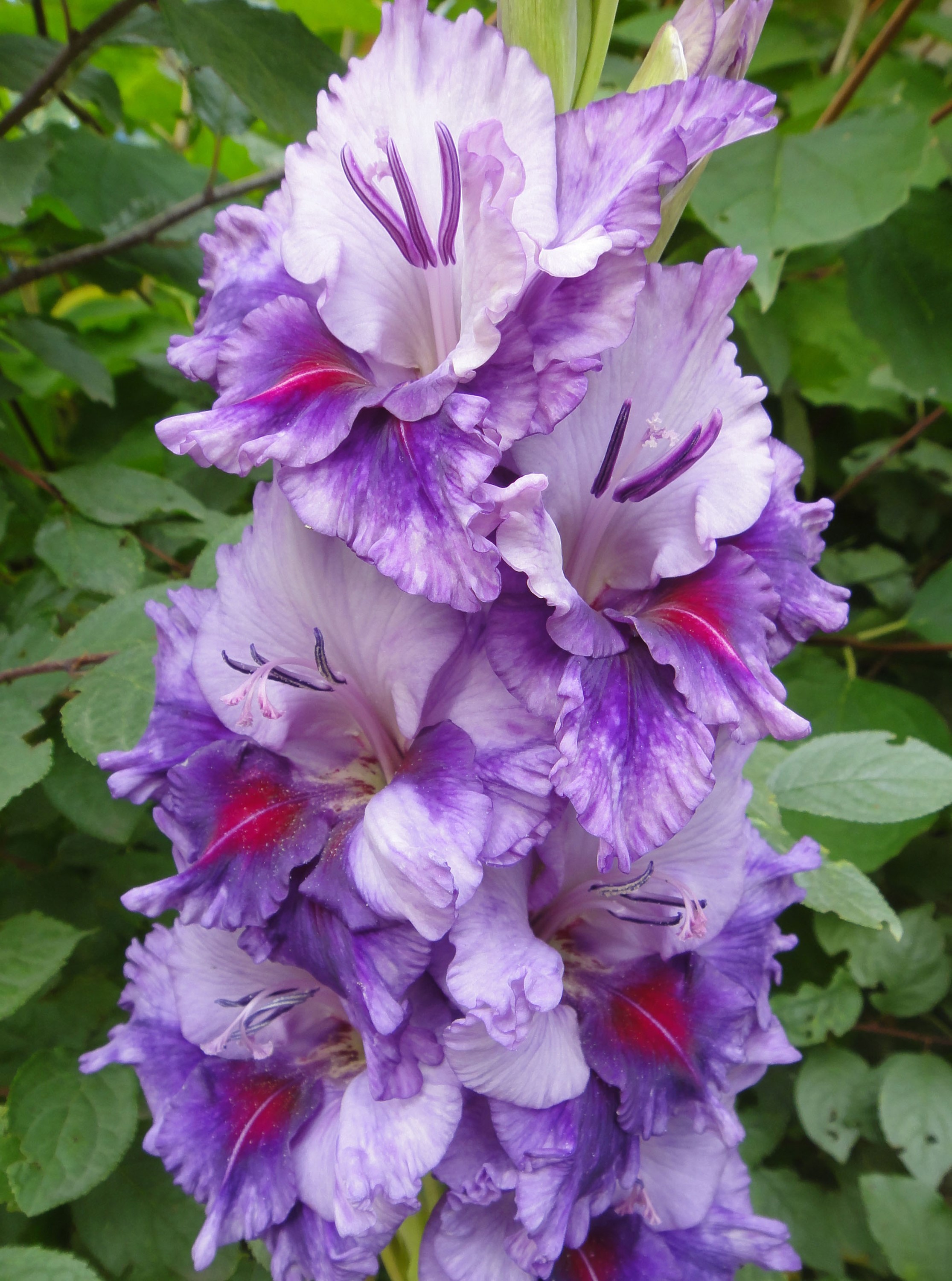 Purple and white gladiolus flowers HD Phone Wallpaper