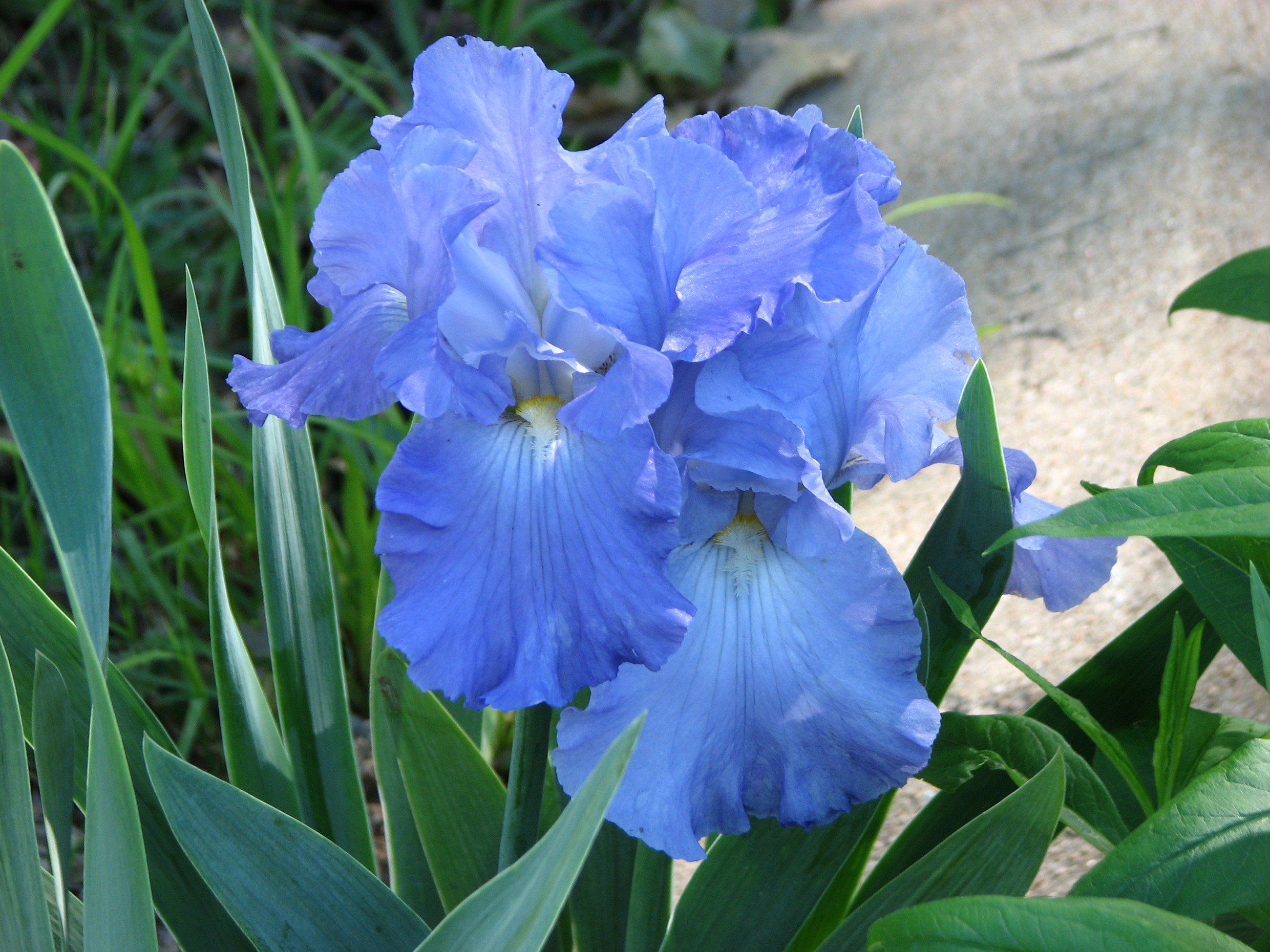 Light blue irises in bloom HD Wallpaper