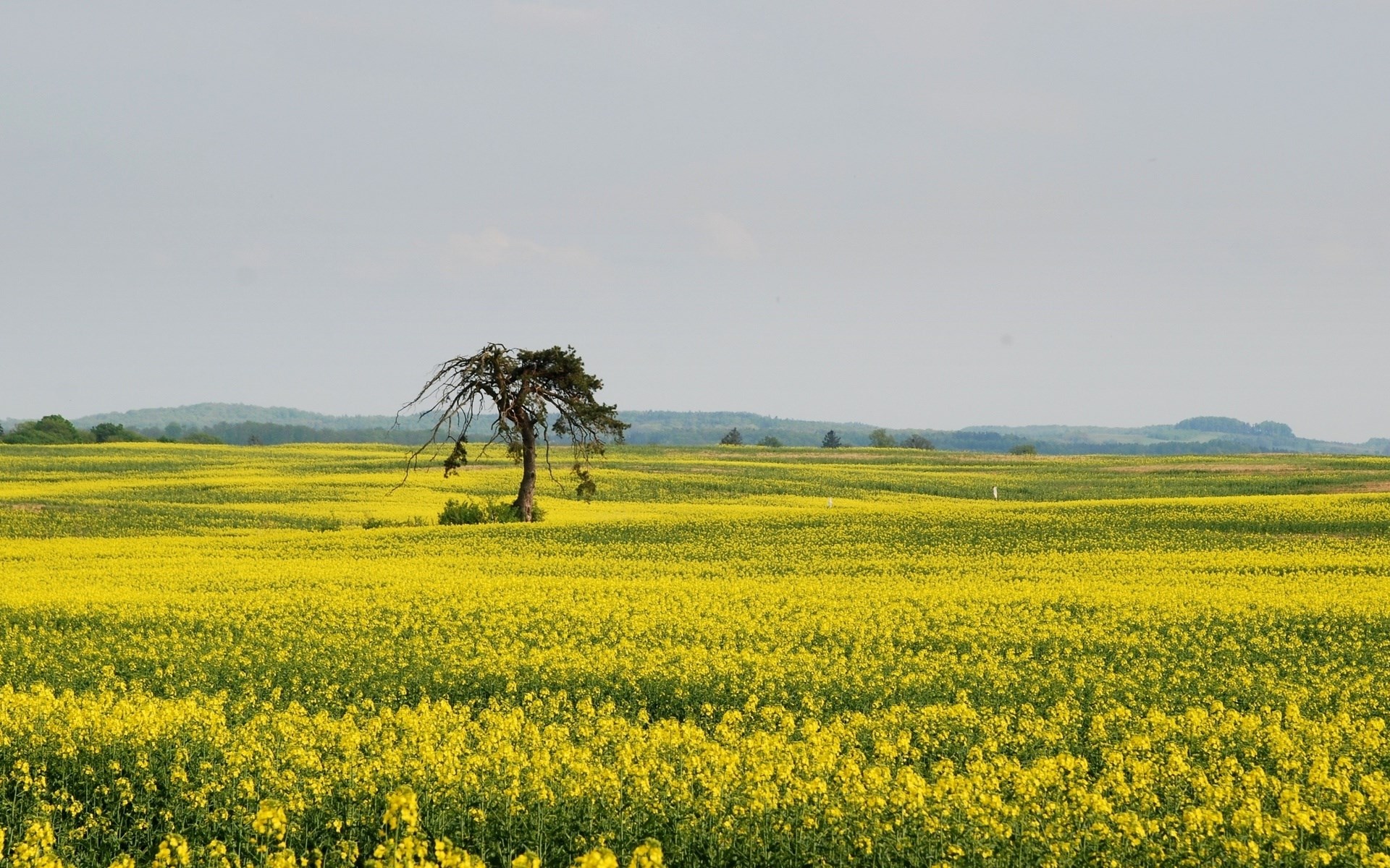 Lone tree in a field of yellow flowers HD Wallpaper