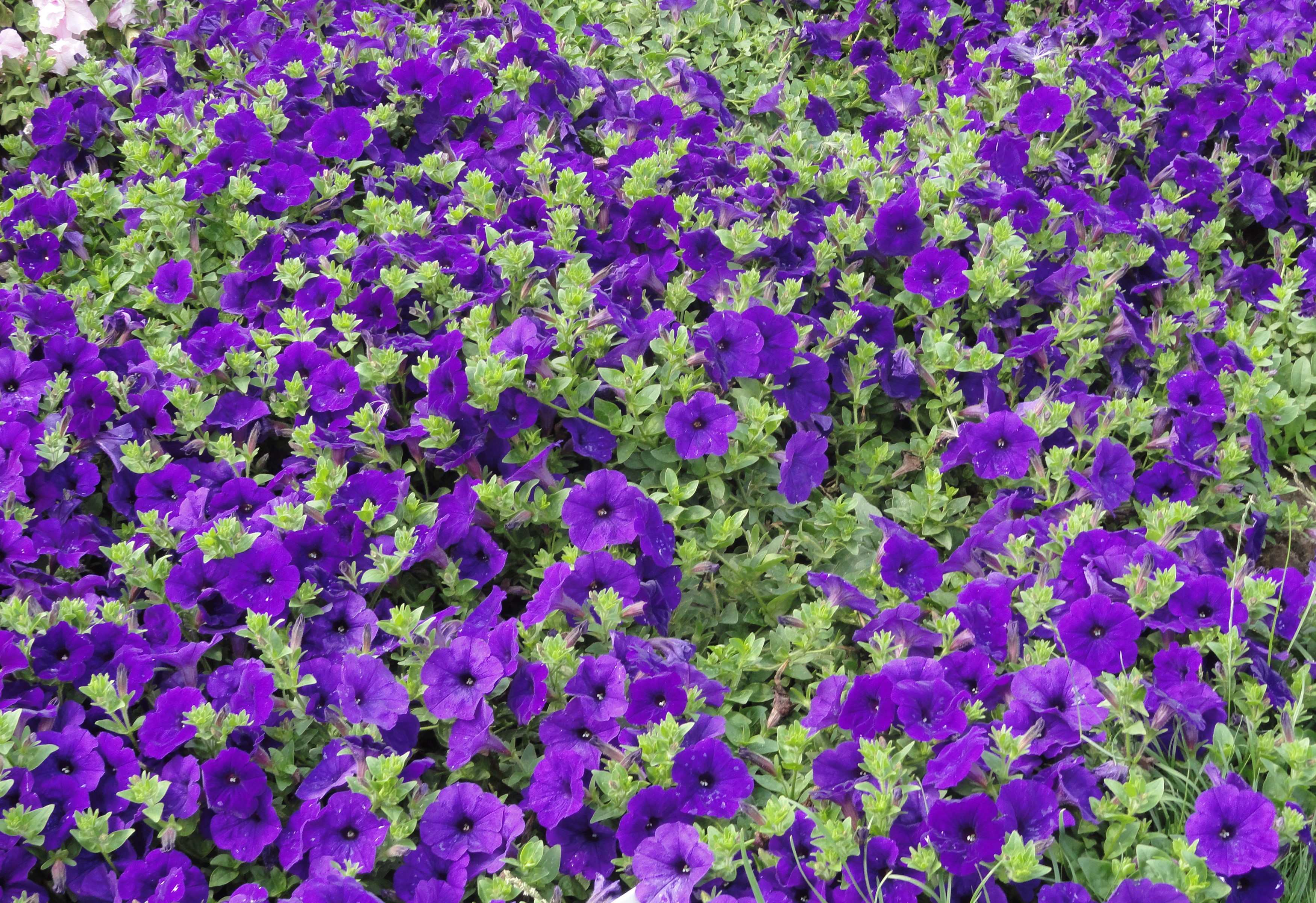 A bed of vibrant purple petunias in full bloom. HD Wallpaper