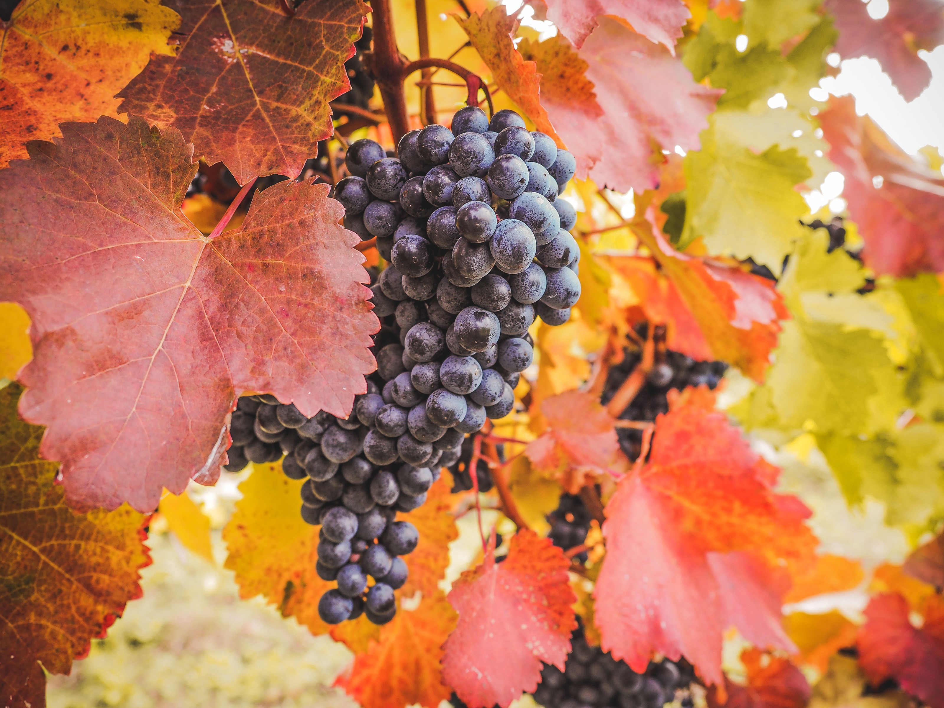 Close-up of ripe dark grapes on a vine with autumn leaves HD Wallpaper