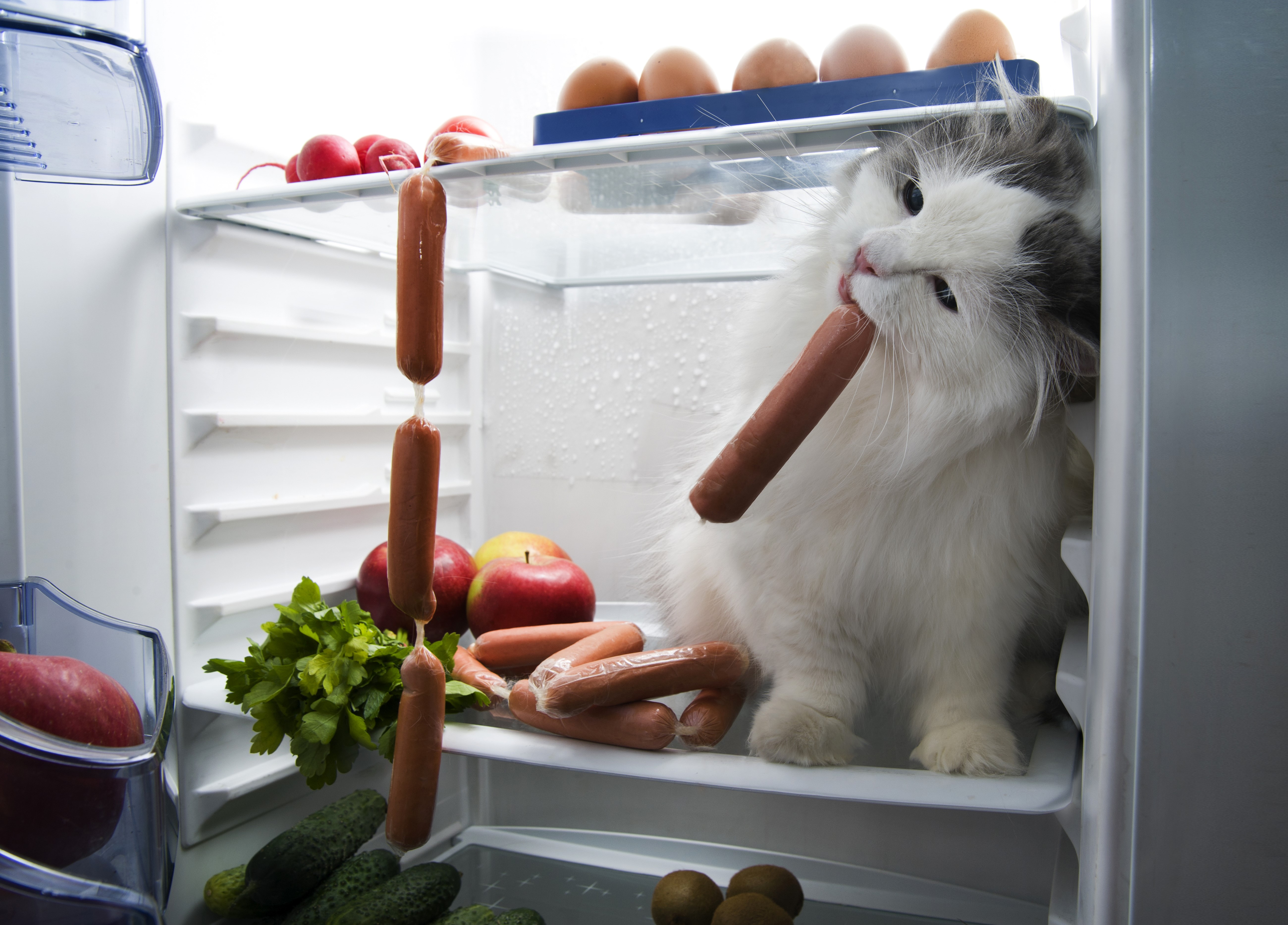 Cat eating sausages from a refrigerator HD Wallpaper