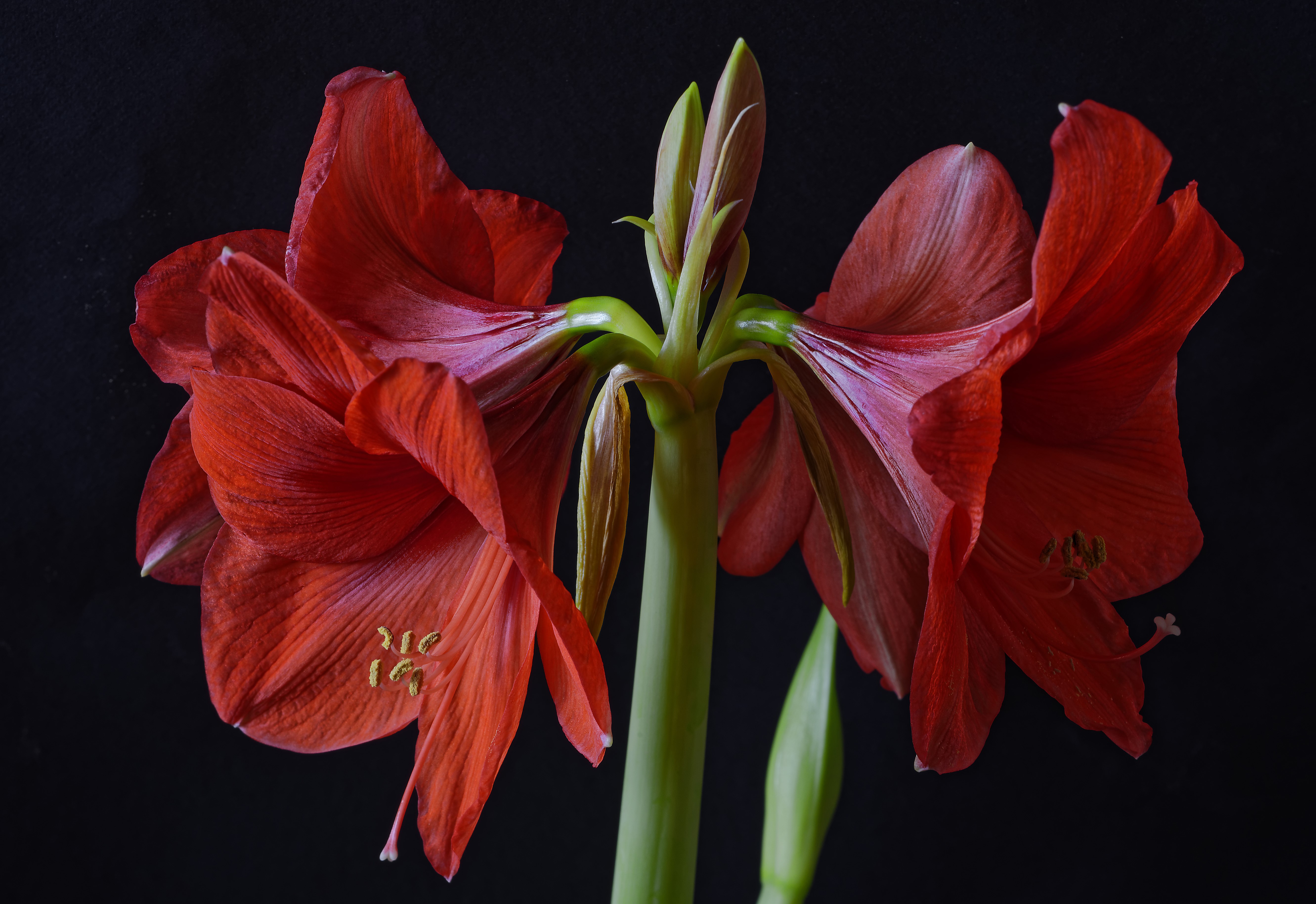 Red Amaryllis flowers with buds on black background HD Wallpaper