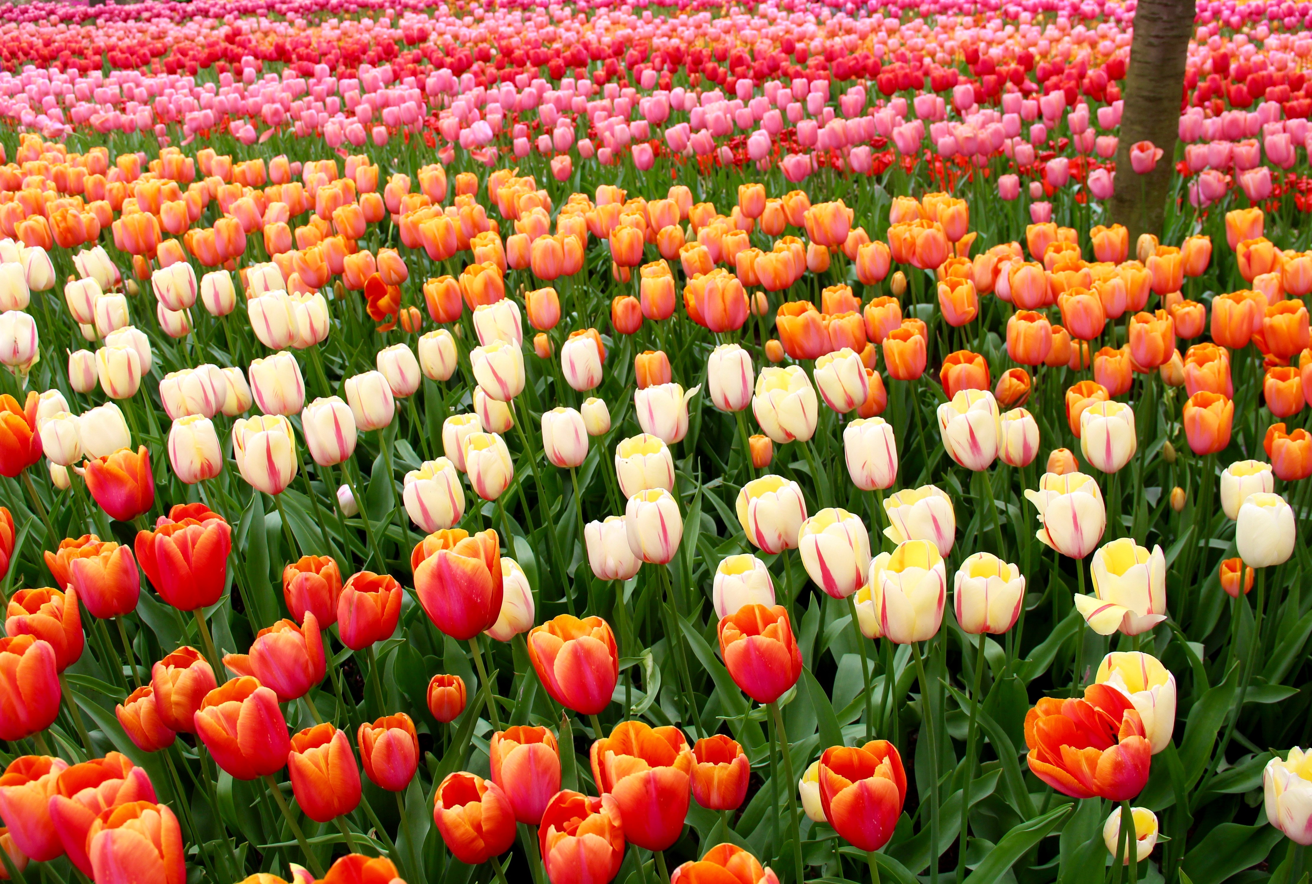 Field of Tulips in Keukenhof, Netherlands HD Wallpaper
