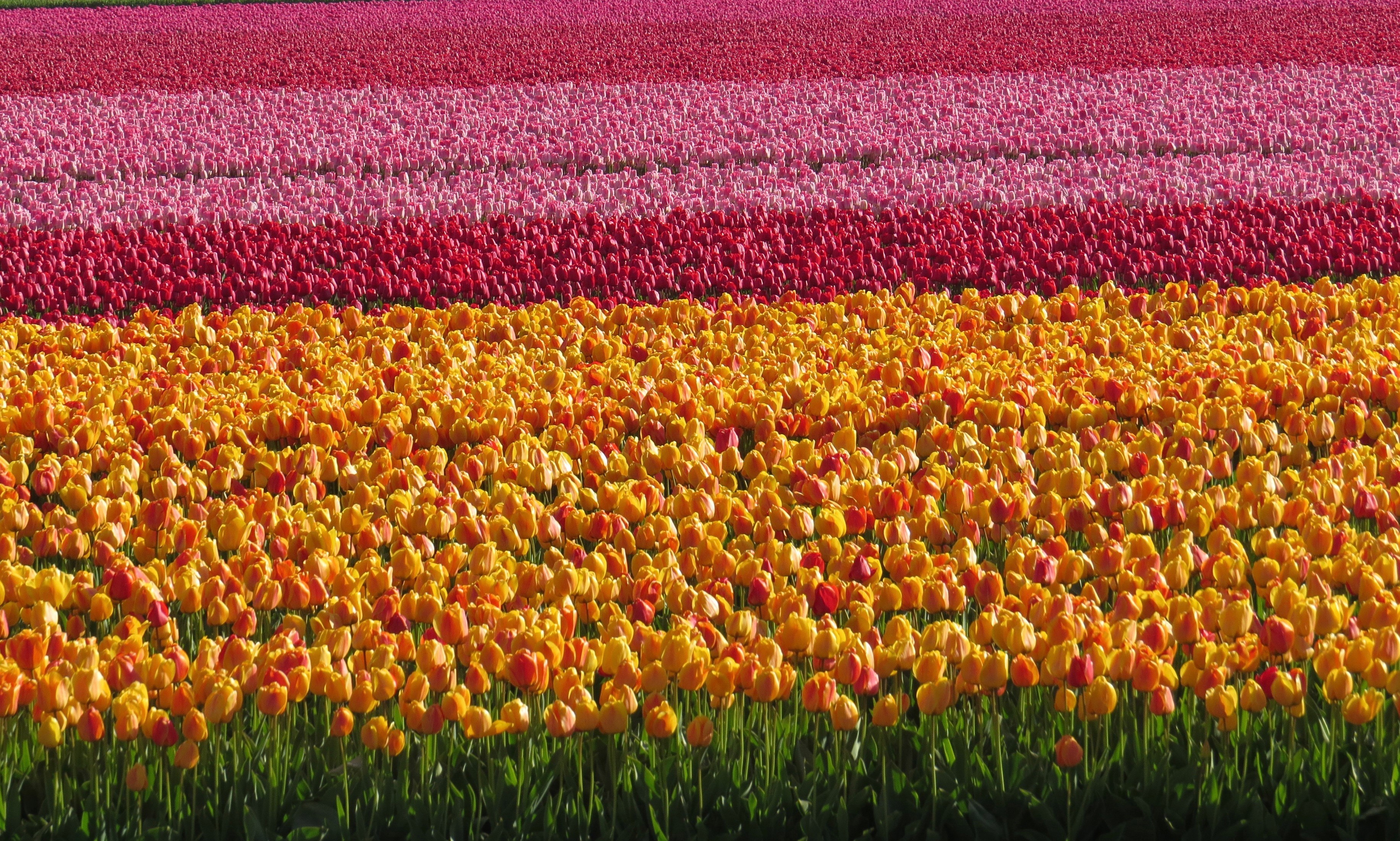 Rows of colorful tulips in a field HD Wallpaper