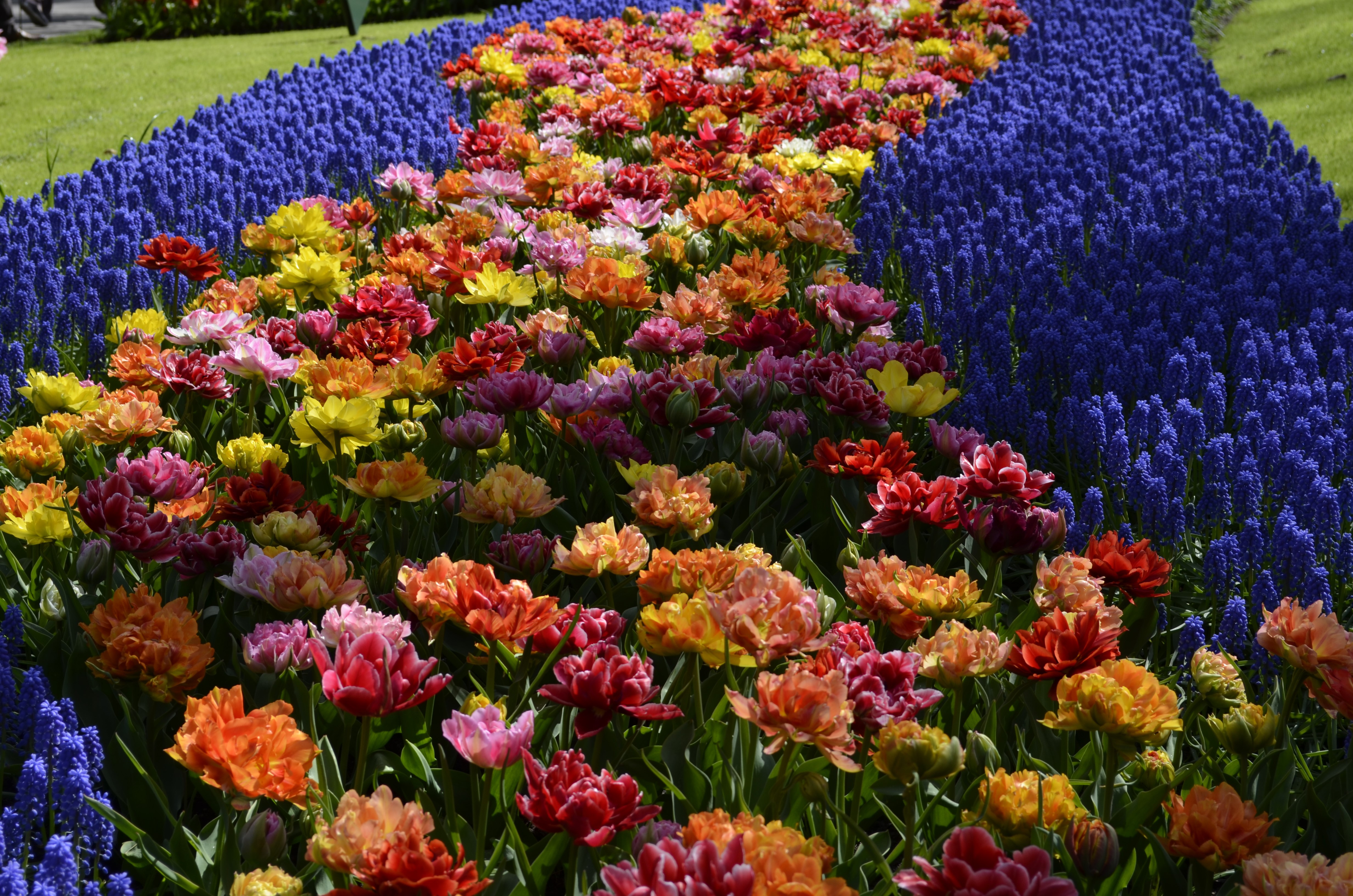 4K Keukenhof Tulips and Hyacinths in Bloom HD Wallpaper