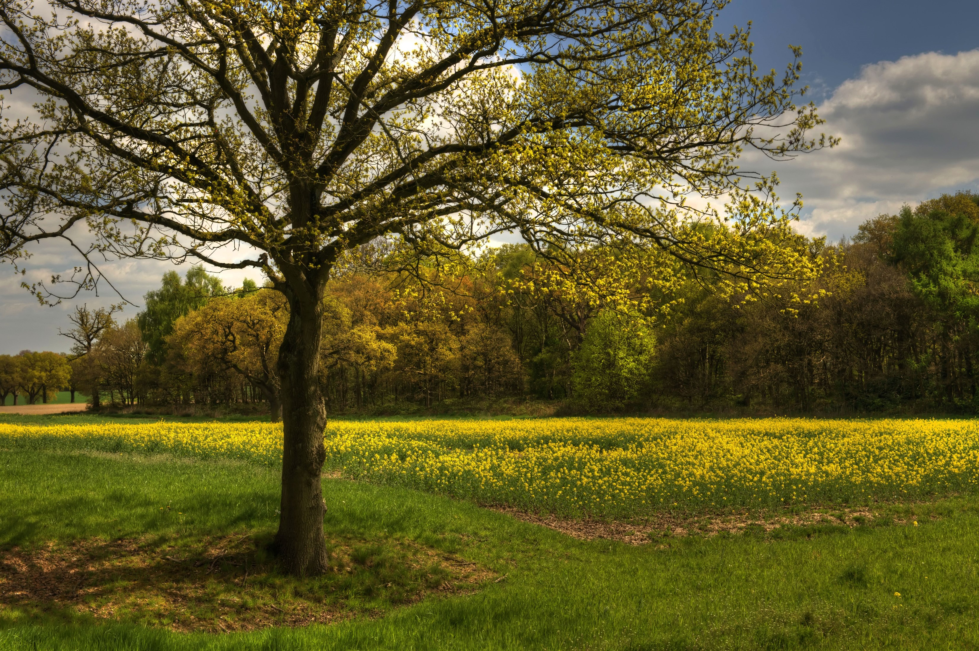 Tree in a field of rapeseed flowers in Derbyshire, United Kingdom HD Wallpaper