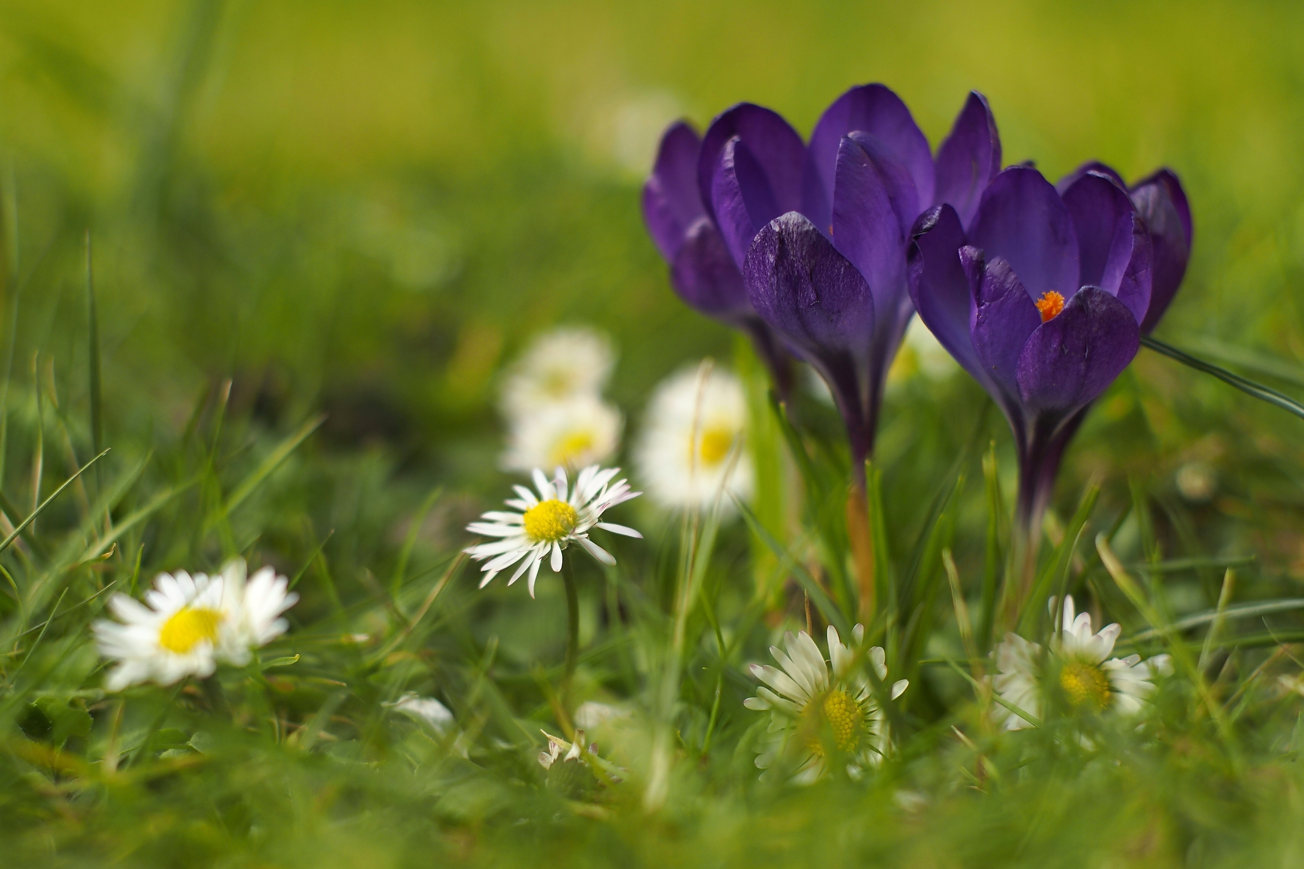4K Crocuses Closeup HD Wallpaper