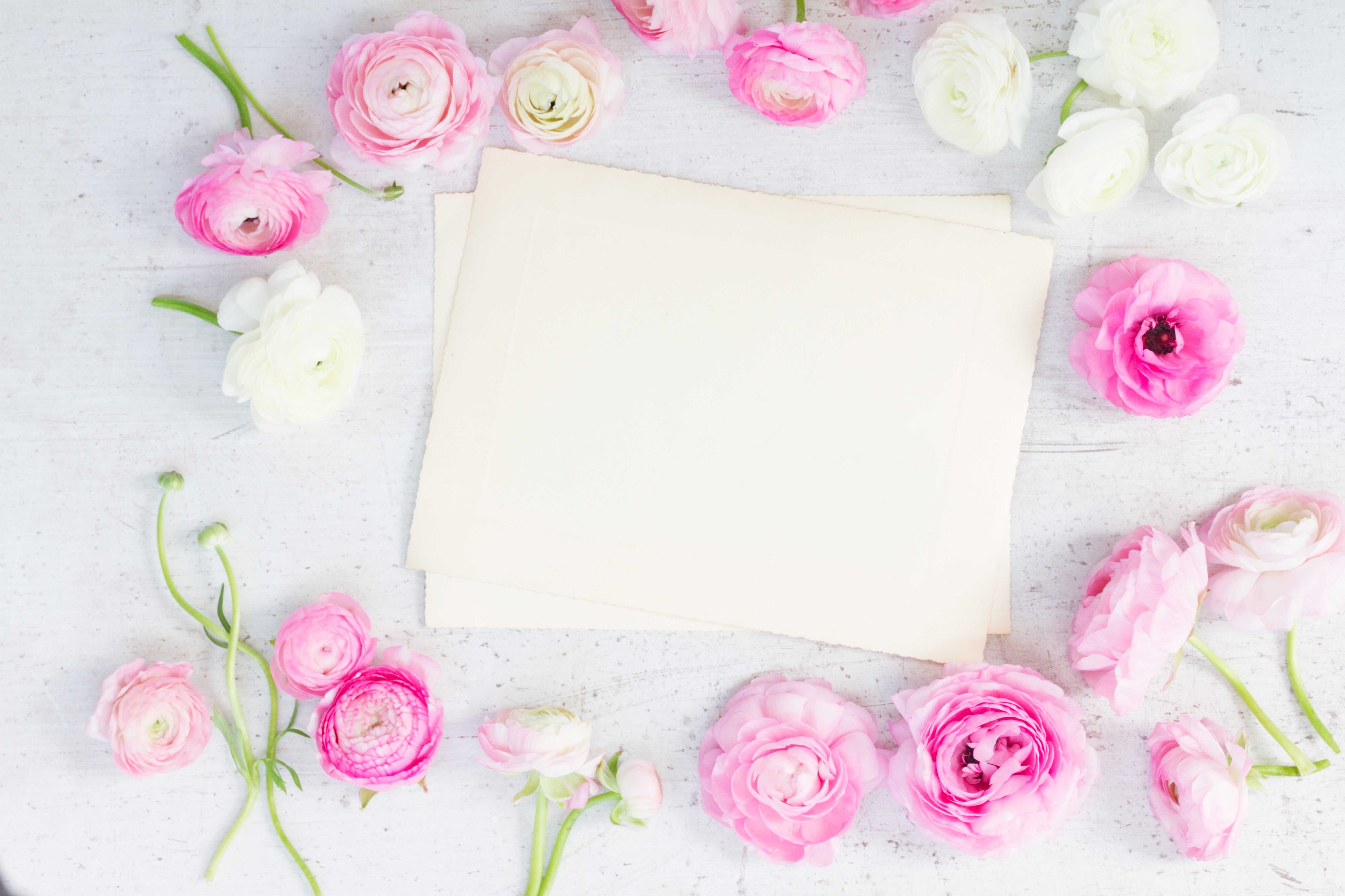 Pink and white ranunculus flowers with blank cards HD Wallpaper