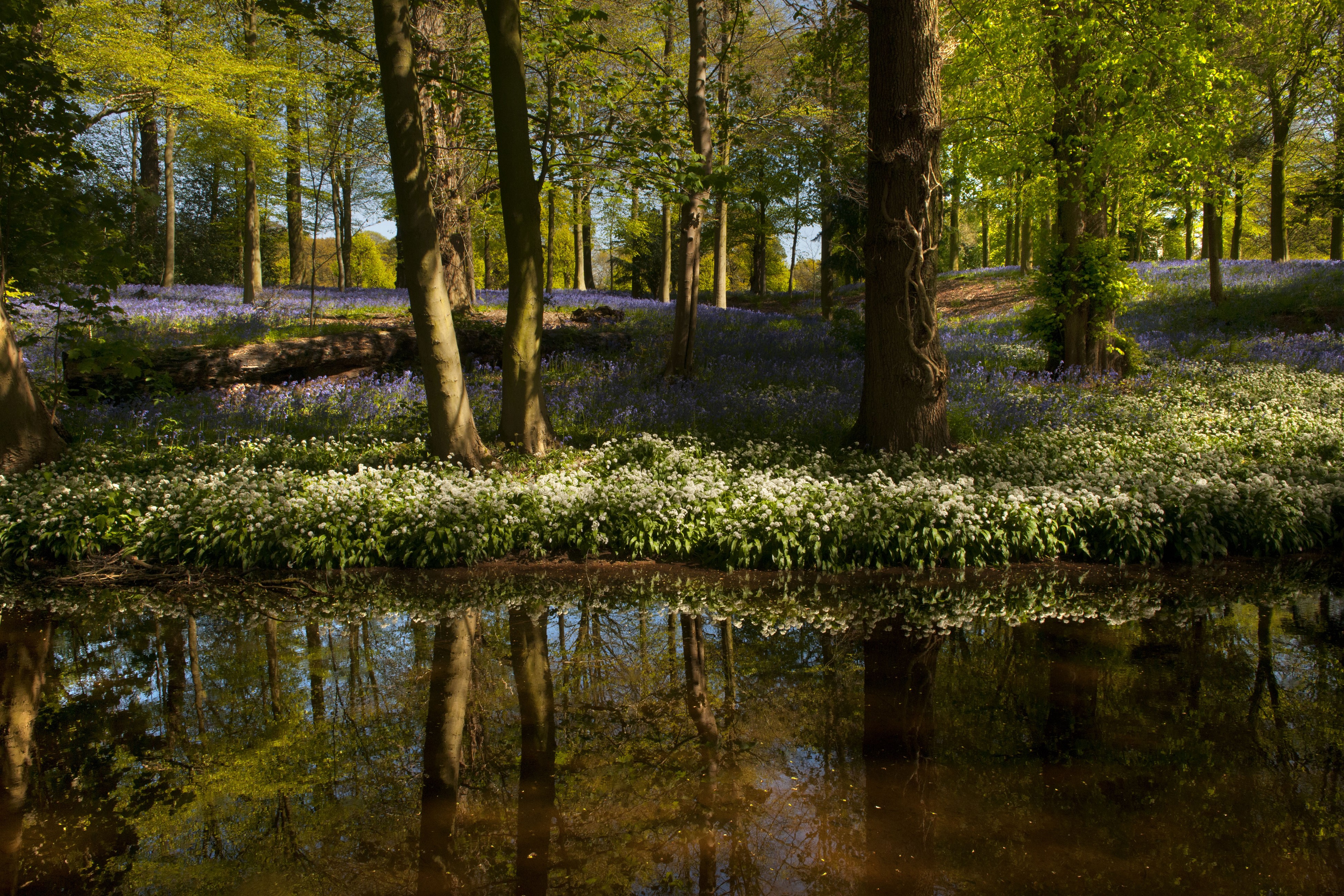 Spring forest with bluebells and pond reflection HD Wallpaper