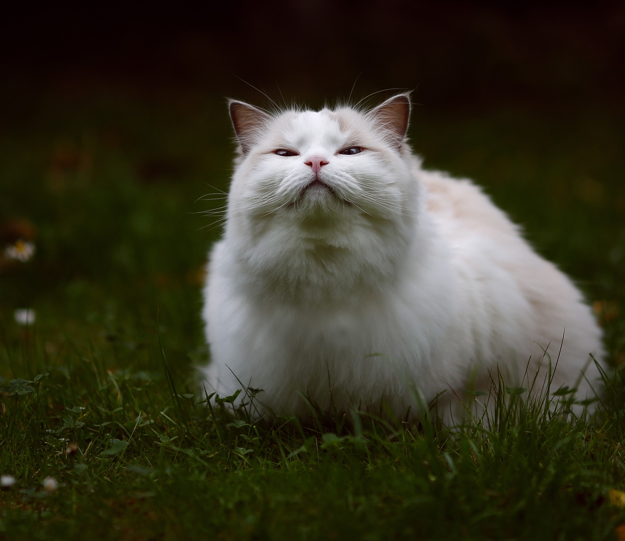 White Ragdoll cat sitting in grass HD Wallpaper