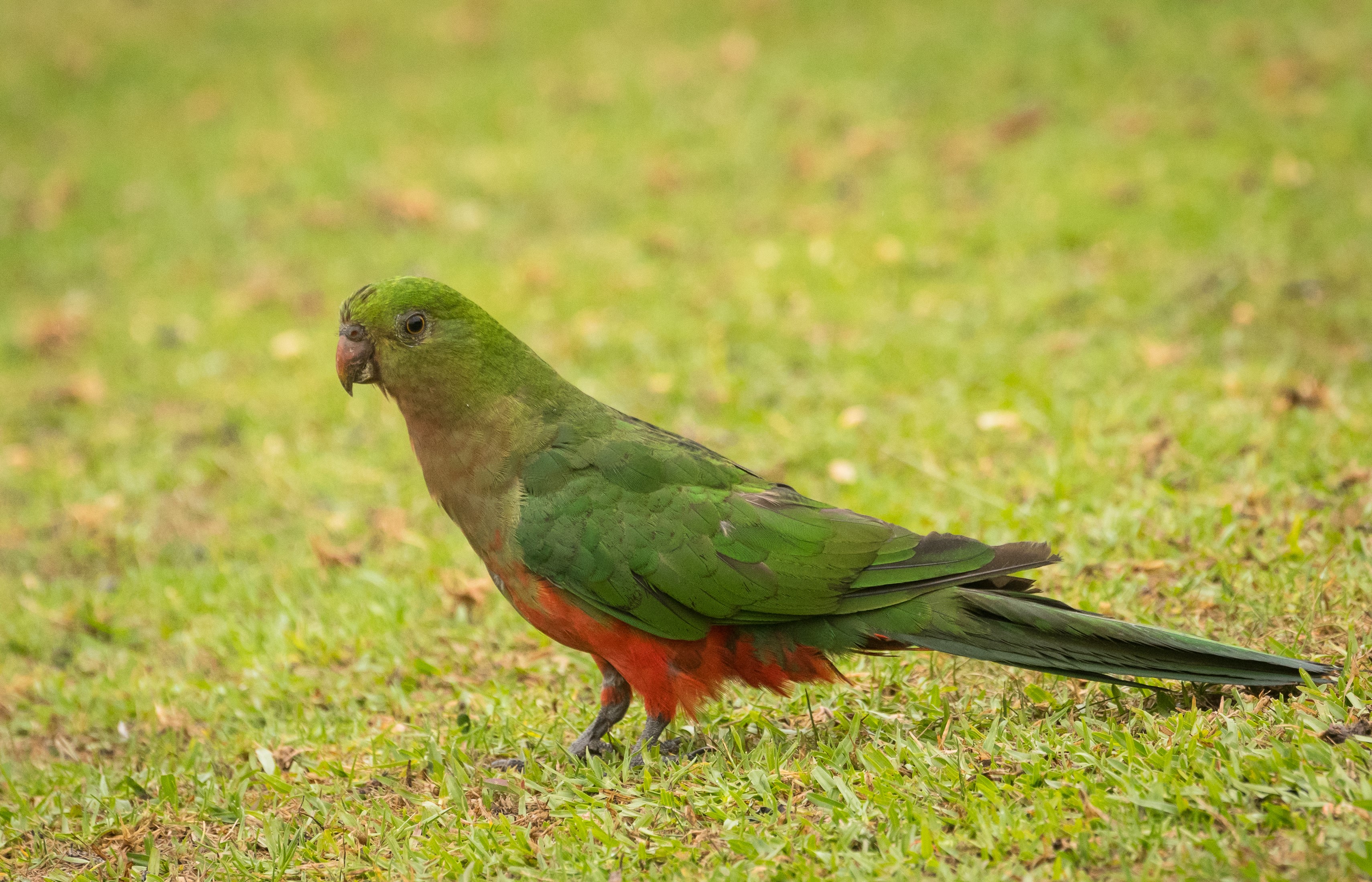 Green and red parrot standing on grass HD Wallpaper