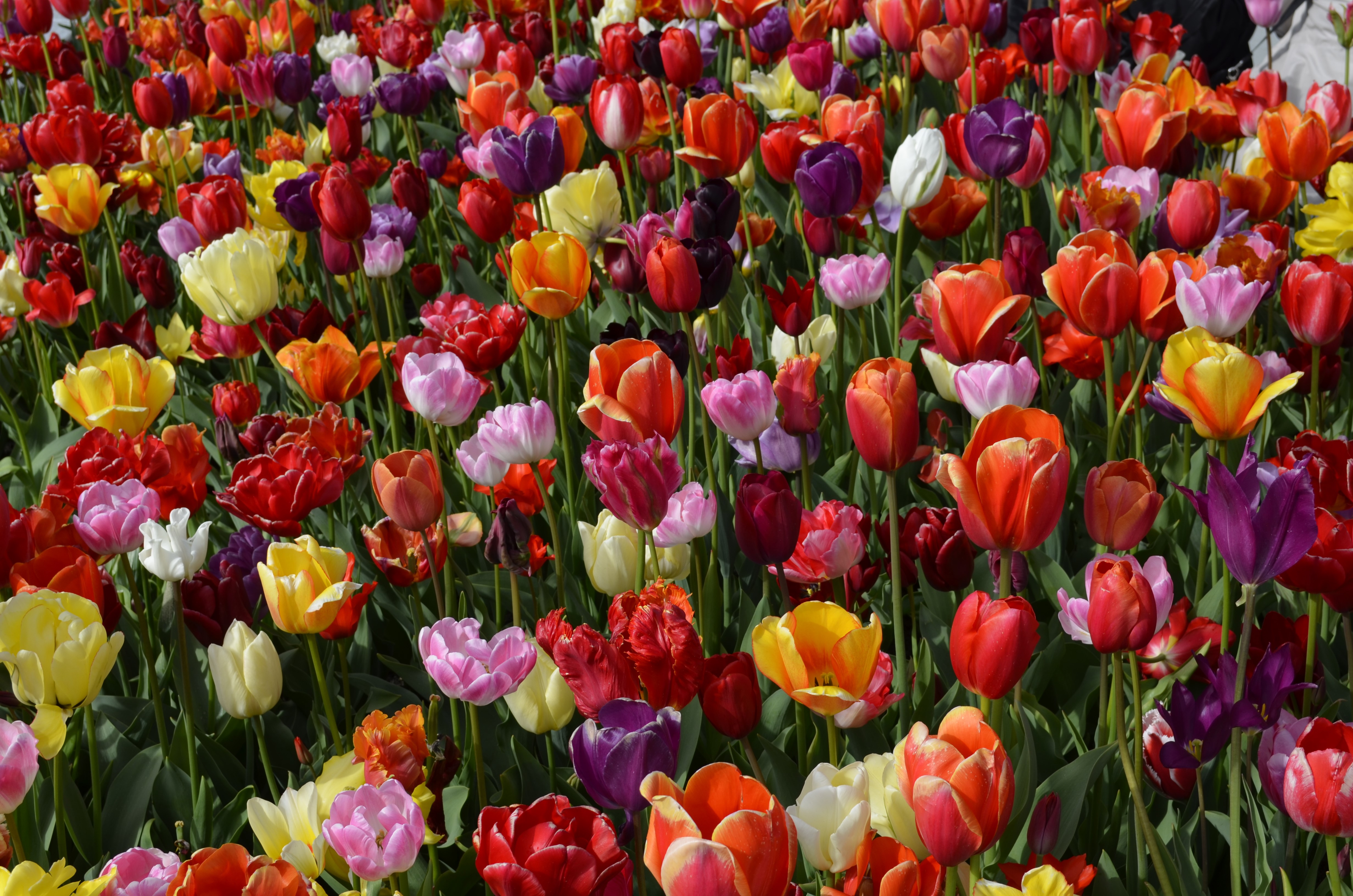 4K Tulips Closeup HD Wallpaper