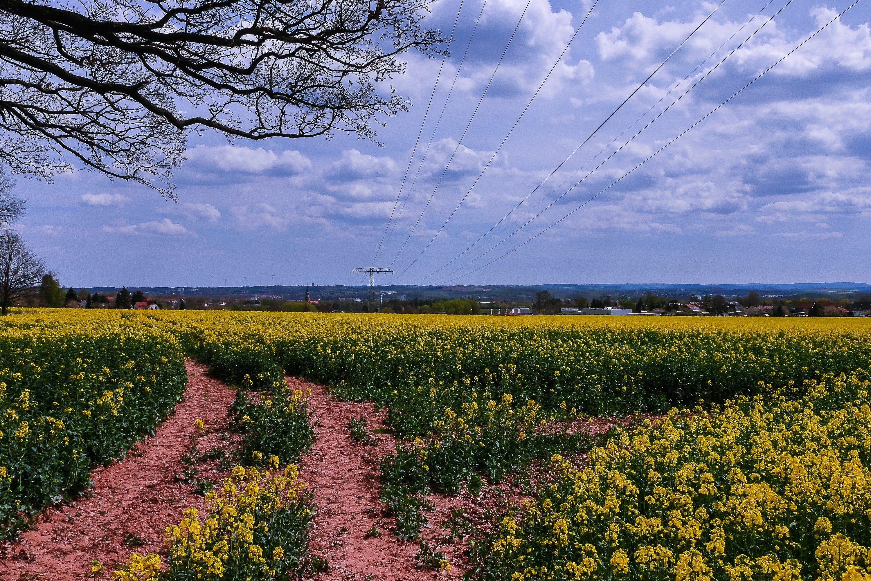 Rapeseed fields in Zwickau, Germany under a cloudy sky HD Wallpaper