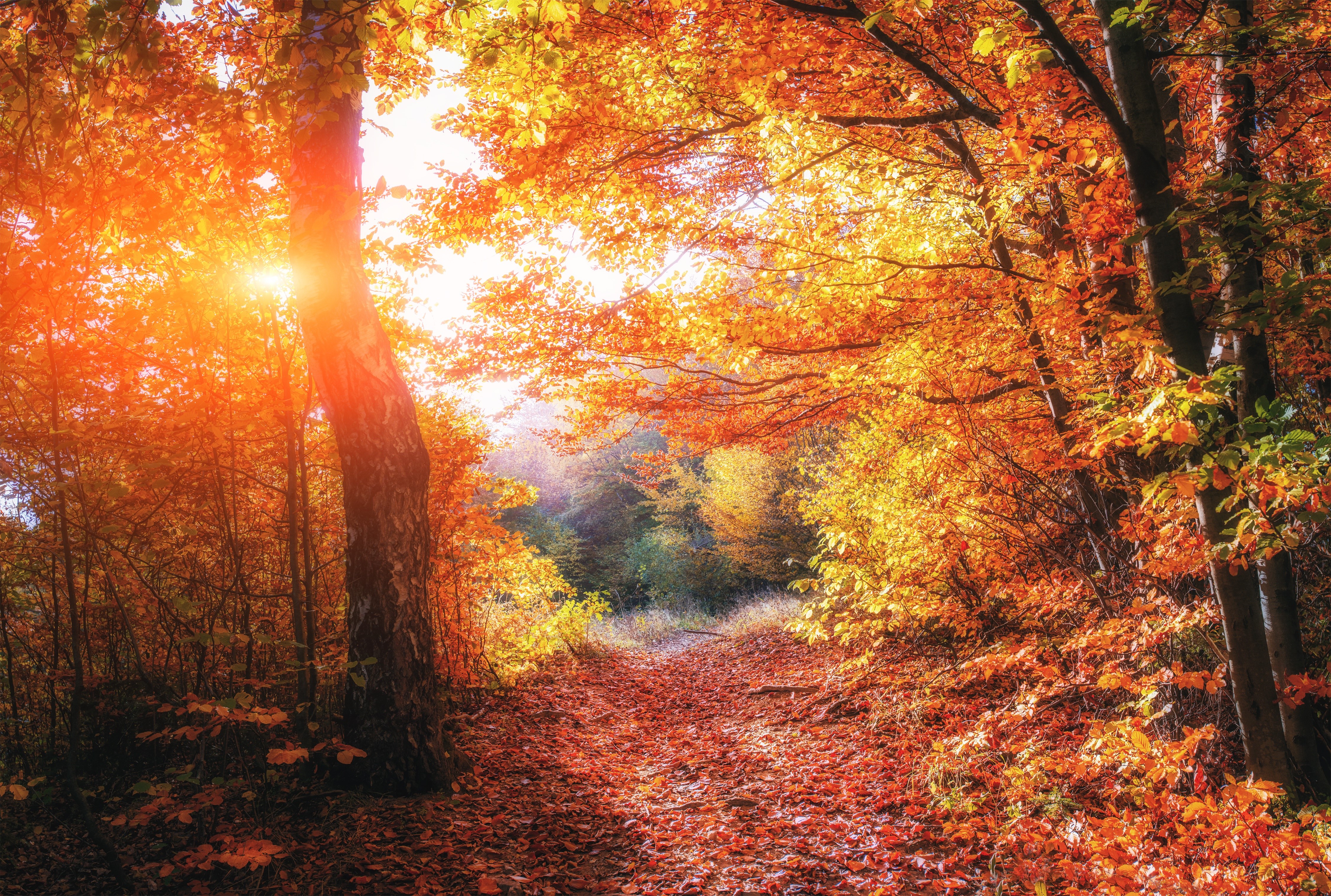 4K Autumn Forest Path with Sunlight HD Wallpaper