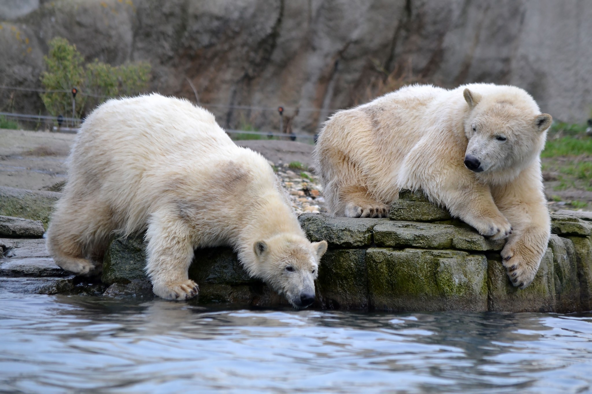 Two polar bears by the water HD Wallpaper
