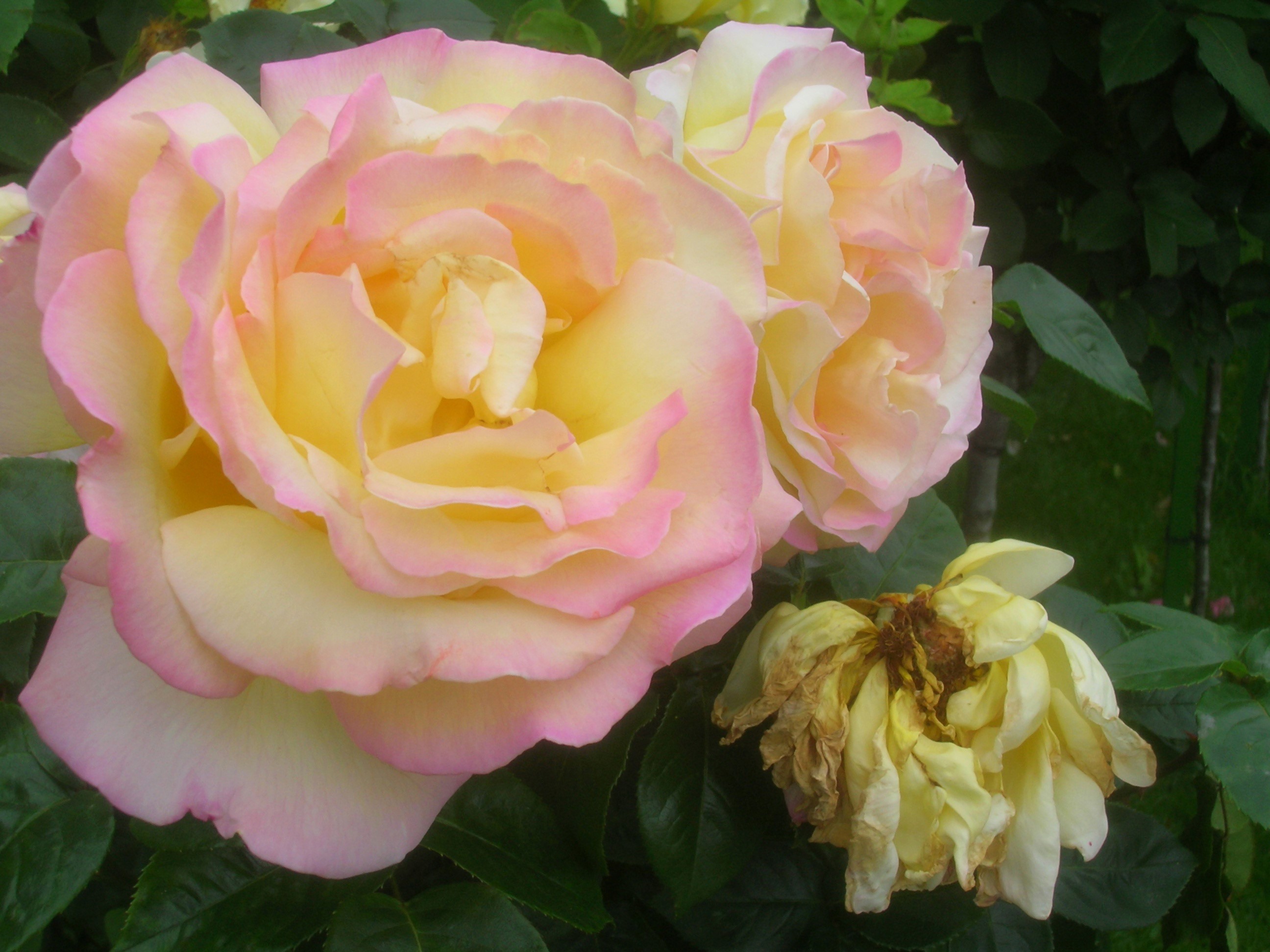 Close-up of yellow and pink roses HD Wallpaper
