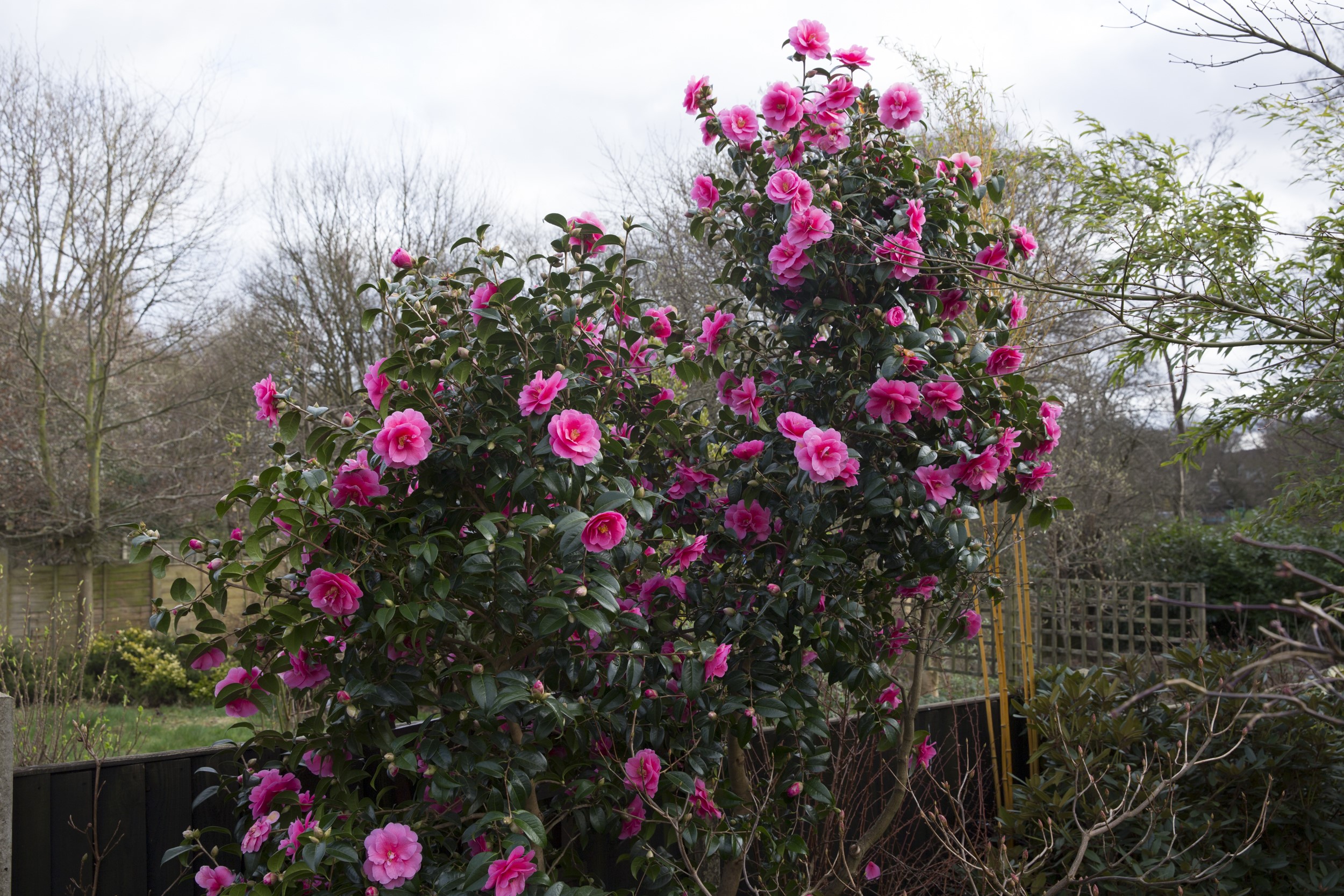 Pink Camellia Shrubs in a Garden HD Wallpaper
