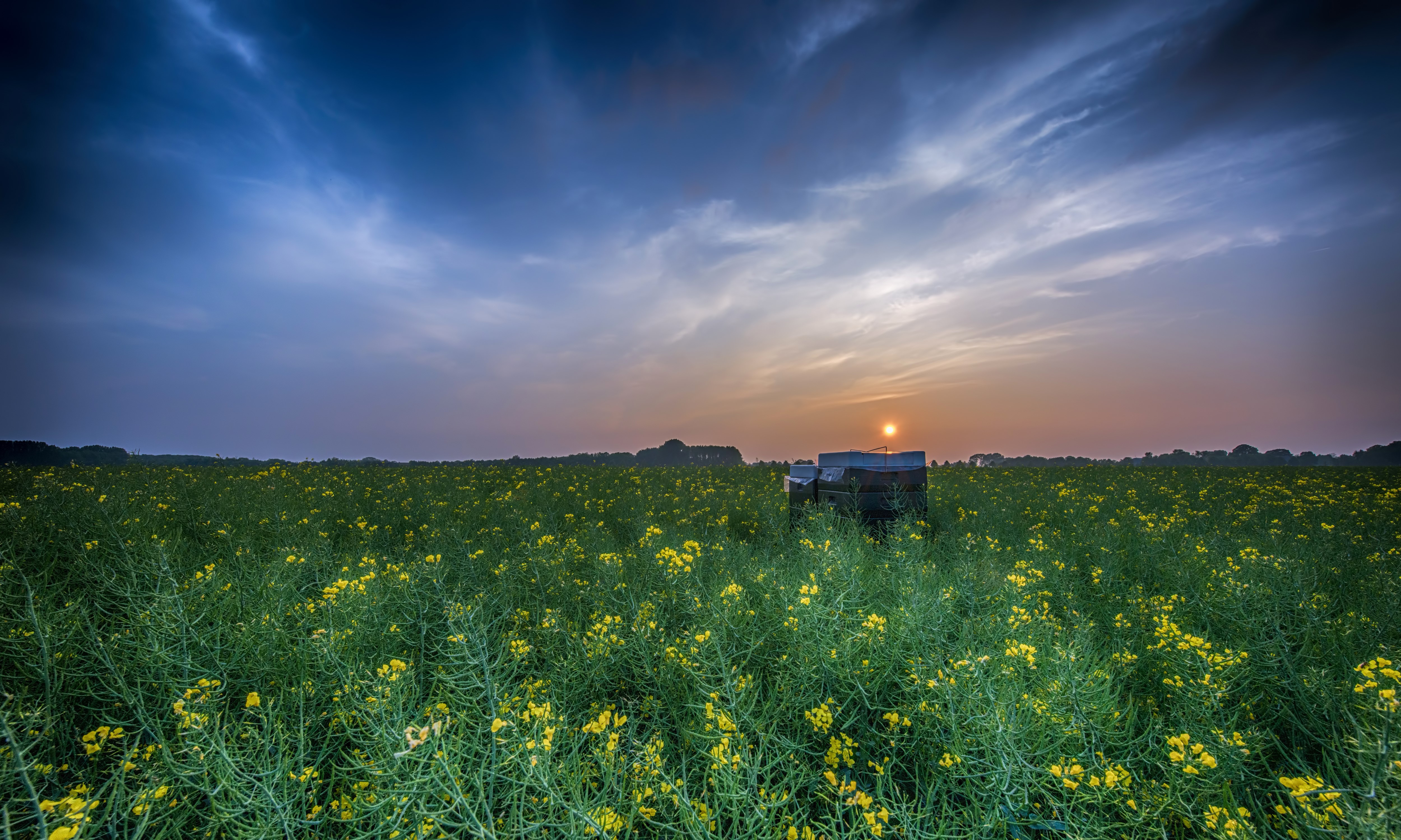 Rapeseed field at sunrise with beehives HD Wallpaper