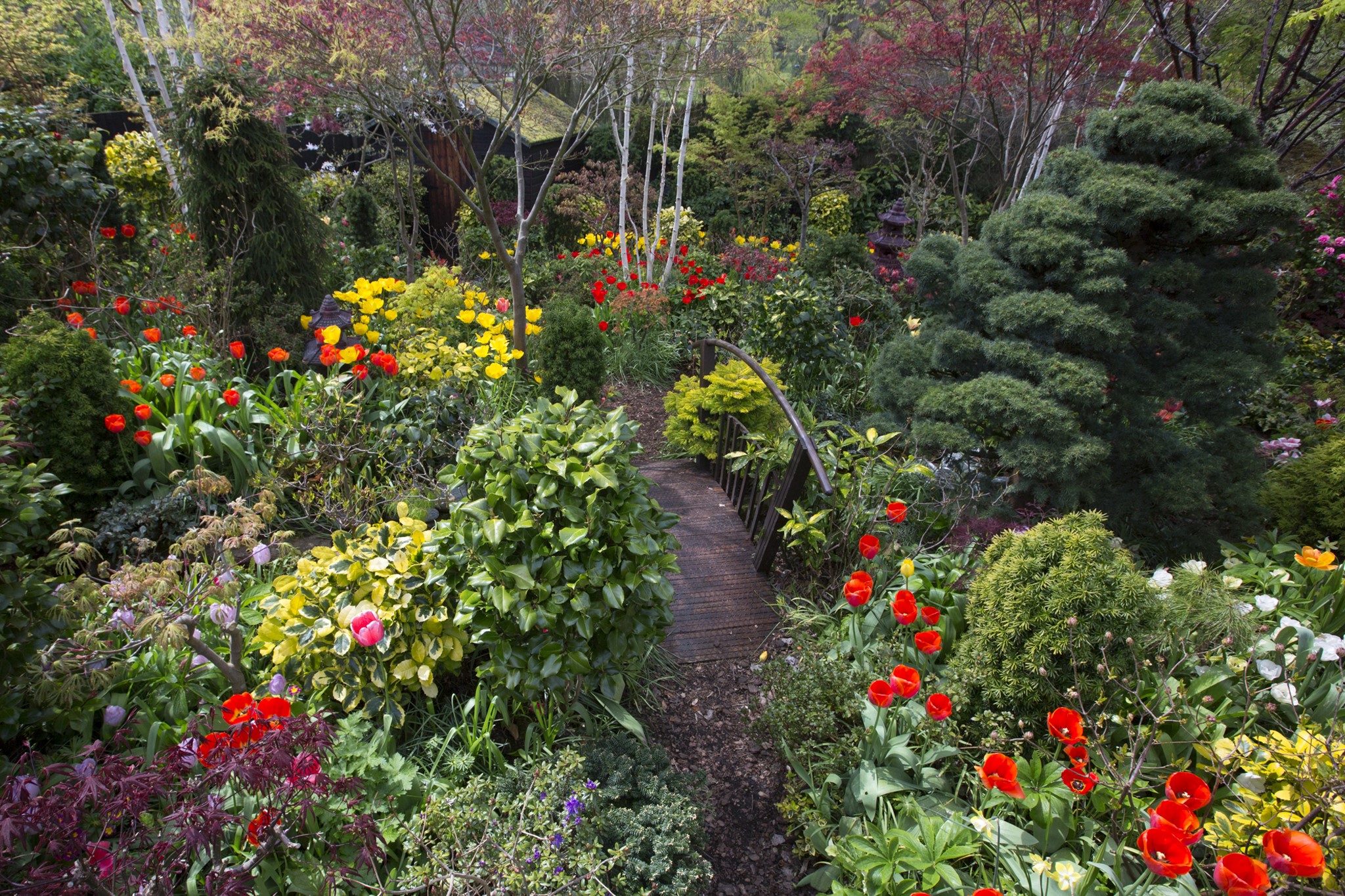 A lush garden in Walsall, England with tulips and shrubs HD Wallpaper