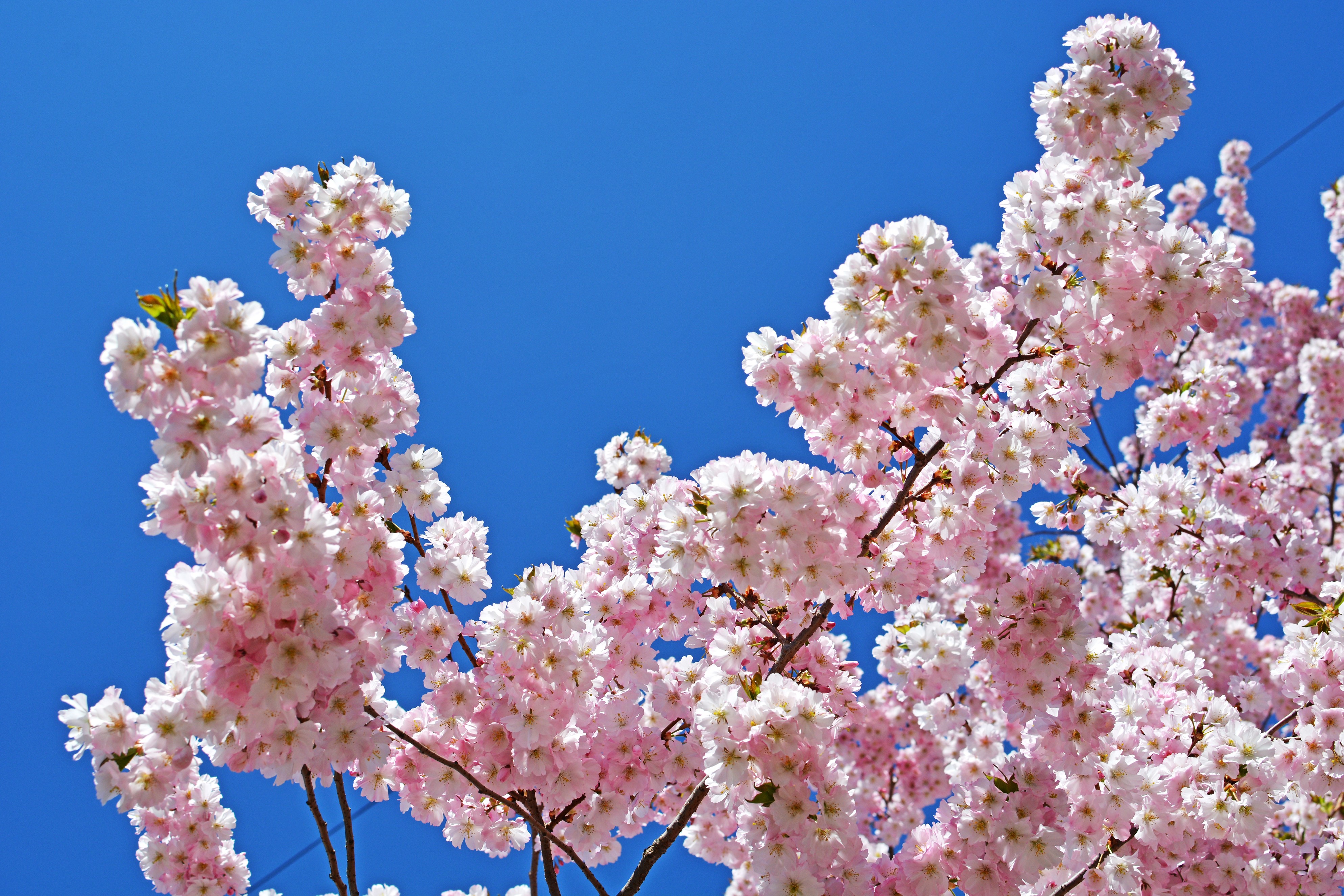 Pink Cherry Blossoms Against Blue Sky HD Wallpaper