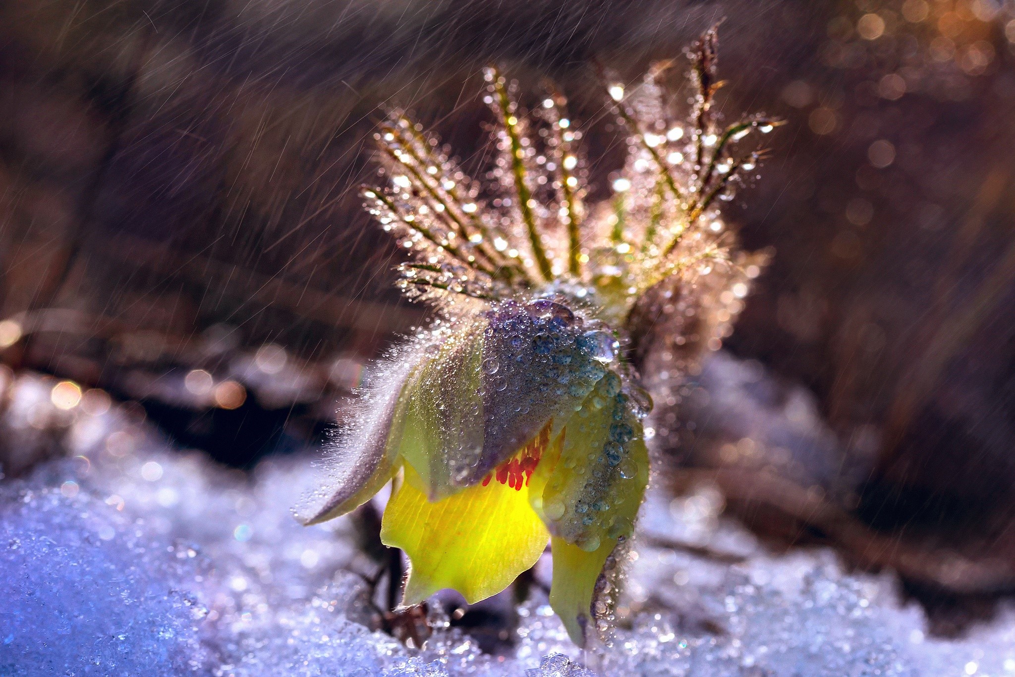 Pulsatilla flower in snow with raindrops HD Wallpaper
