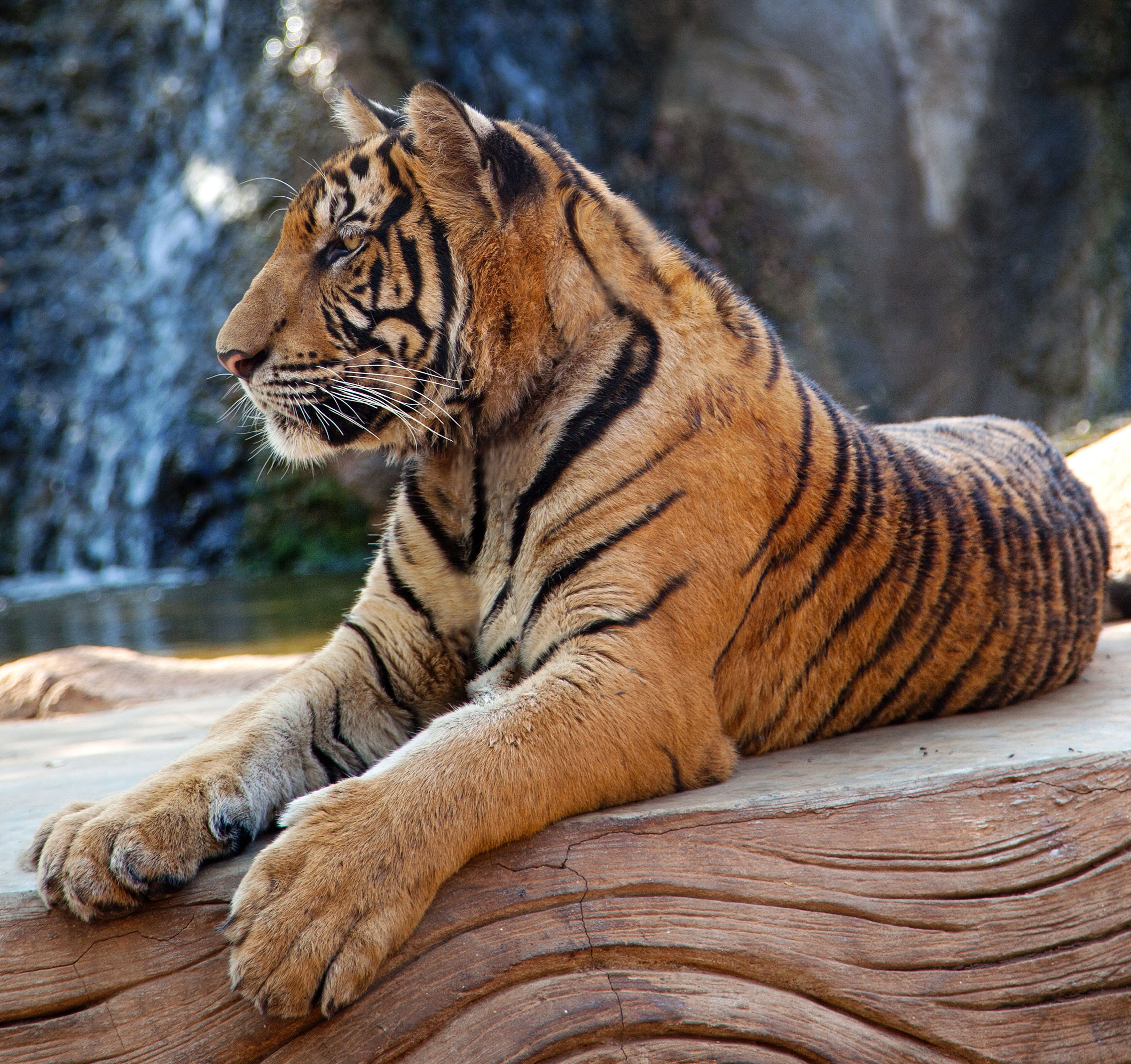 Tiger lying on a log near a waterfall HD Wallpaper