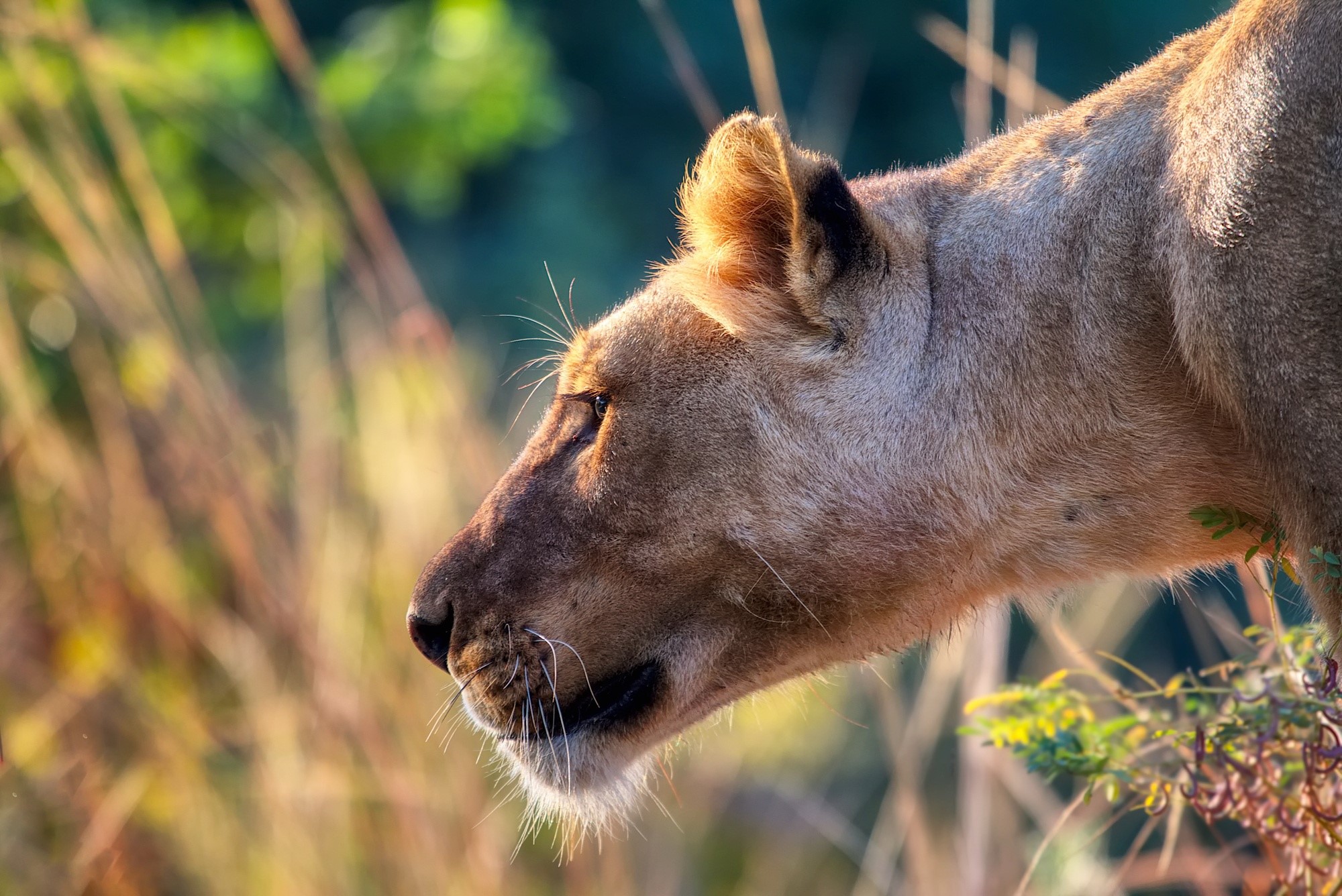 Lioness head in profile, golden hour lighting HD Wallpaper