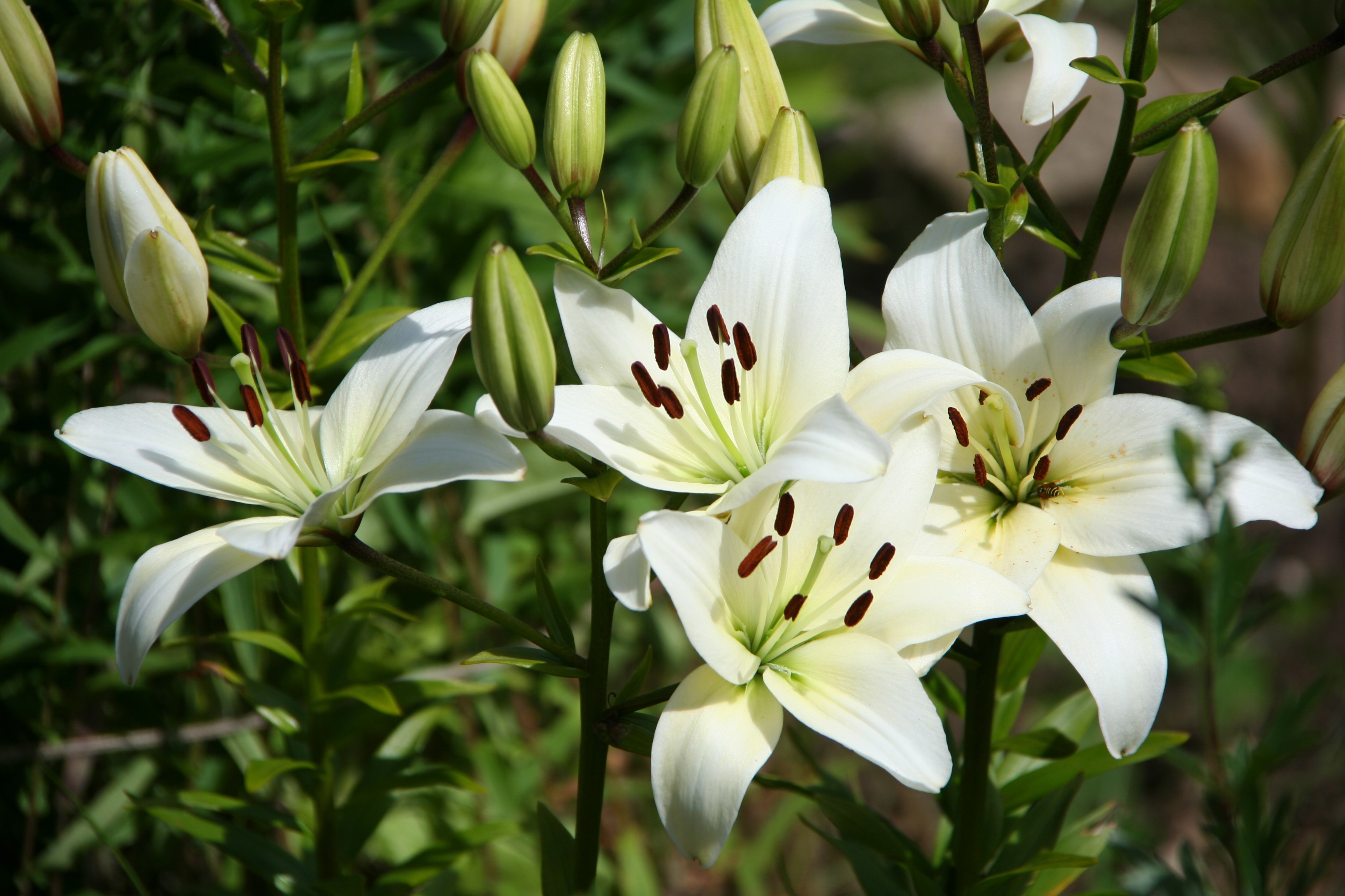 White lilies with buds in a garden HD Wallpaper