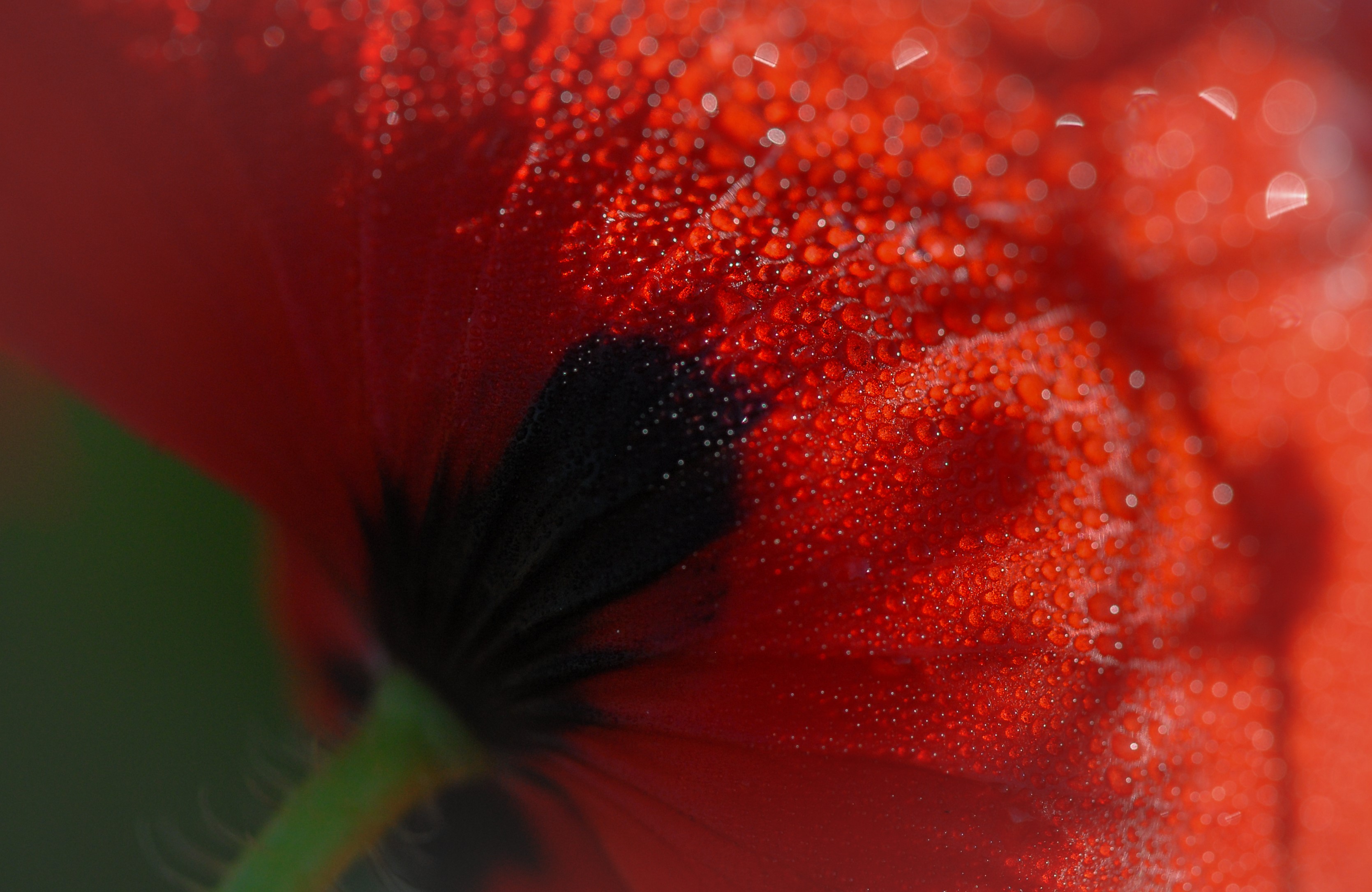 Macro shot of a red poppy with dew drops HD Wallpaper