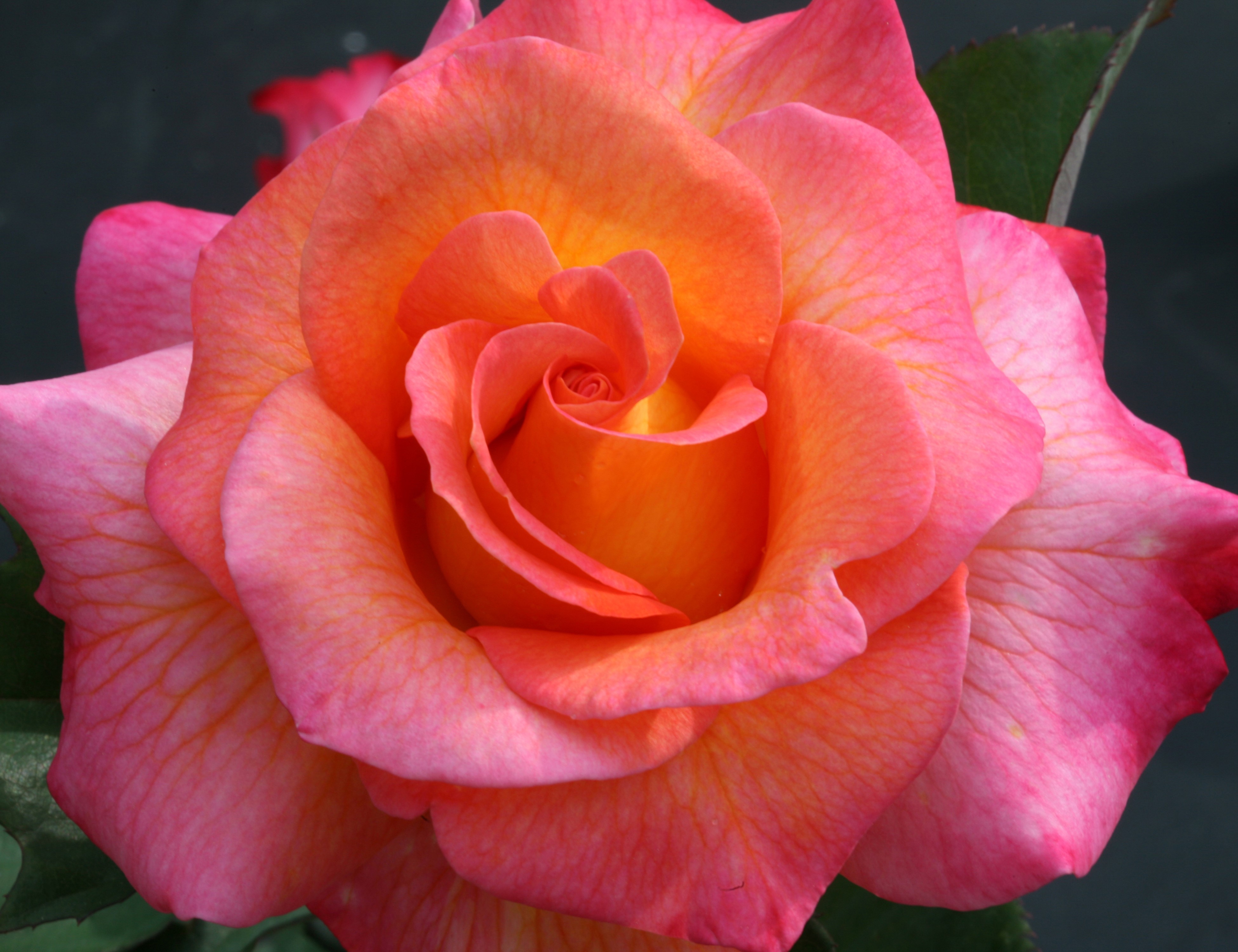 4K Pink and Orange Rose Closeup HD Wallpaper