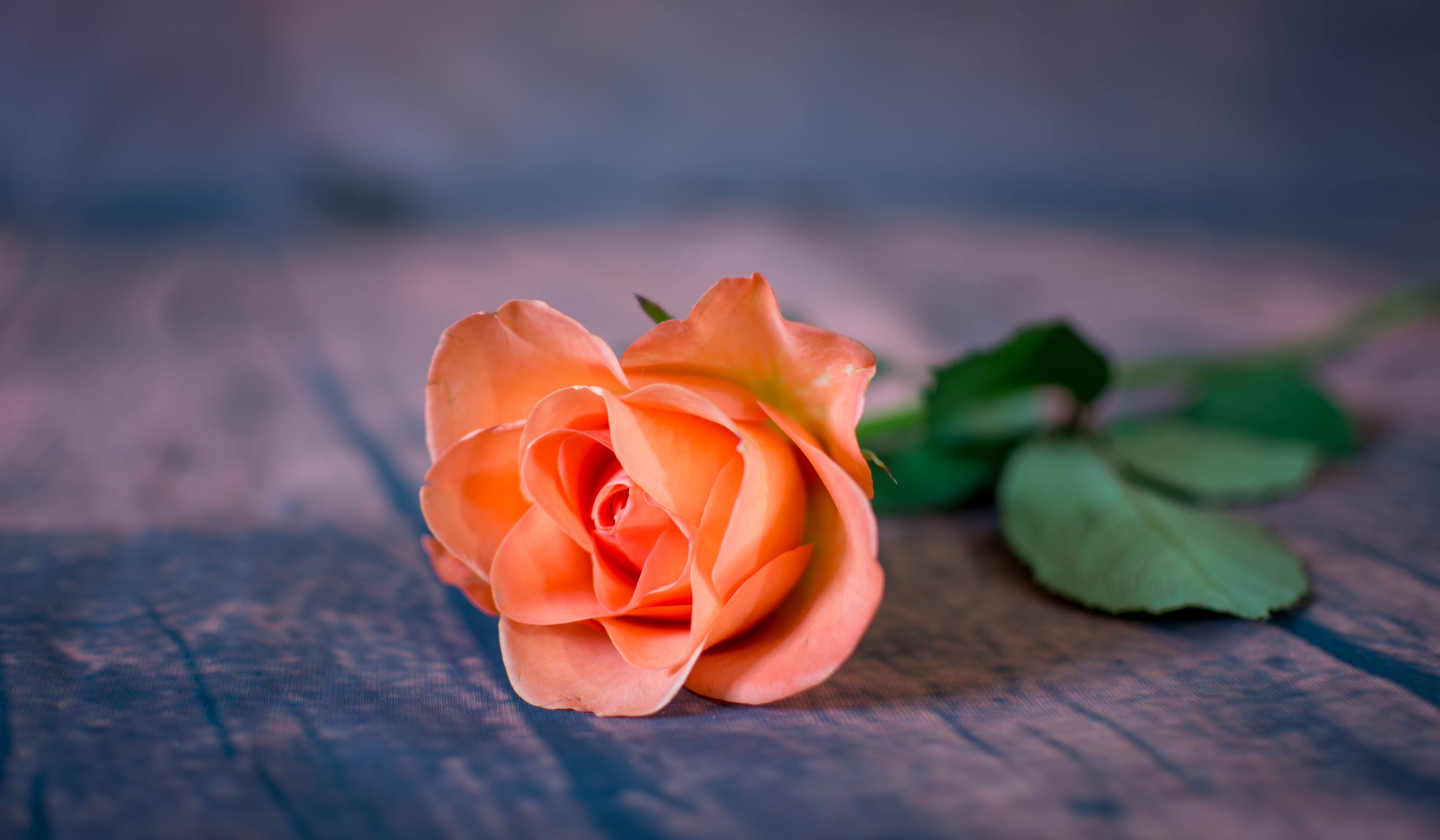 Orange Rose on Wooden Surface HD Wallpaper