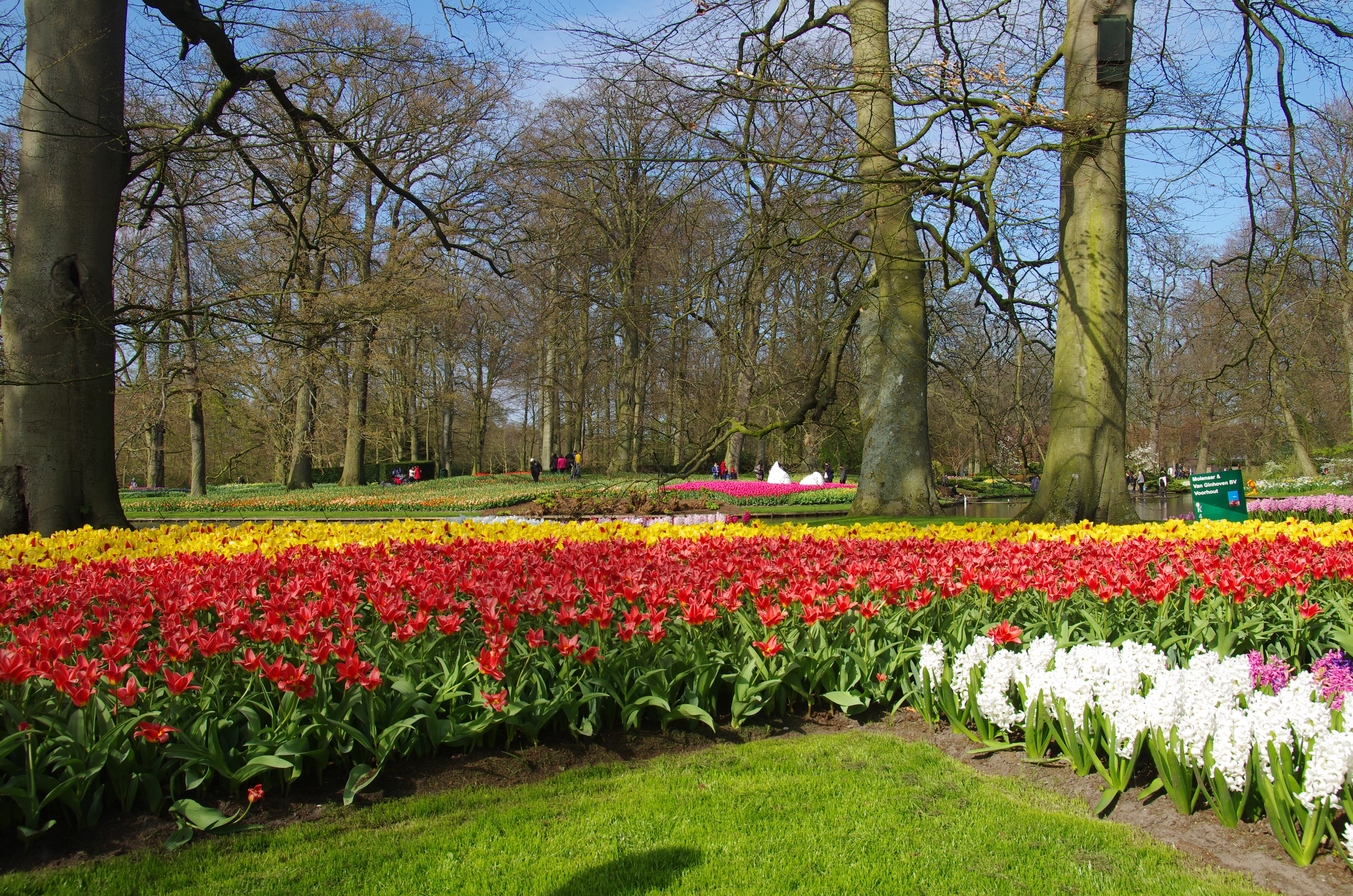 Keukenhof Gardens with Tulips and Hyacinths in Spring HD Wallpaper