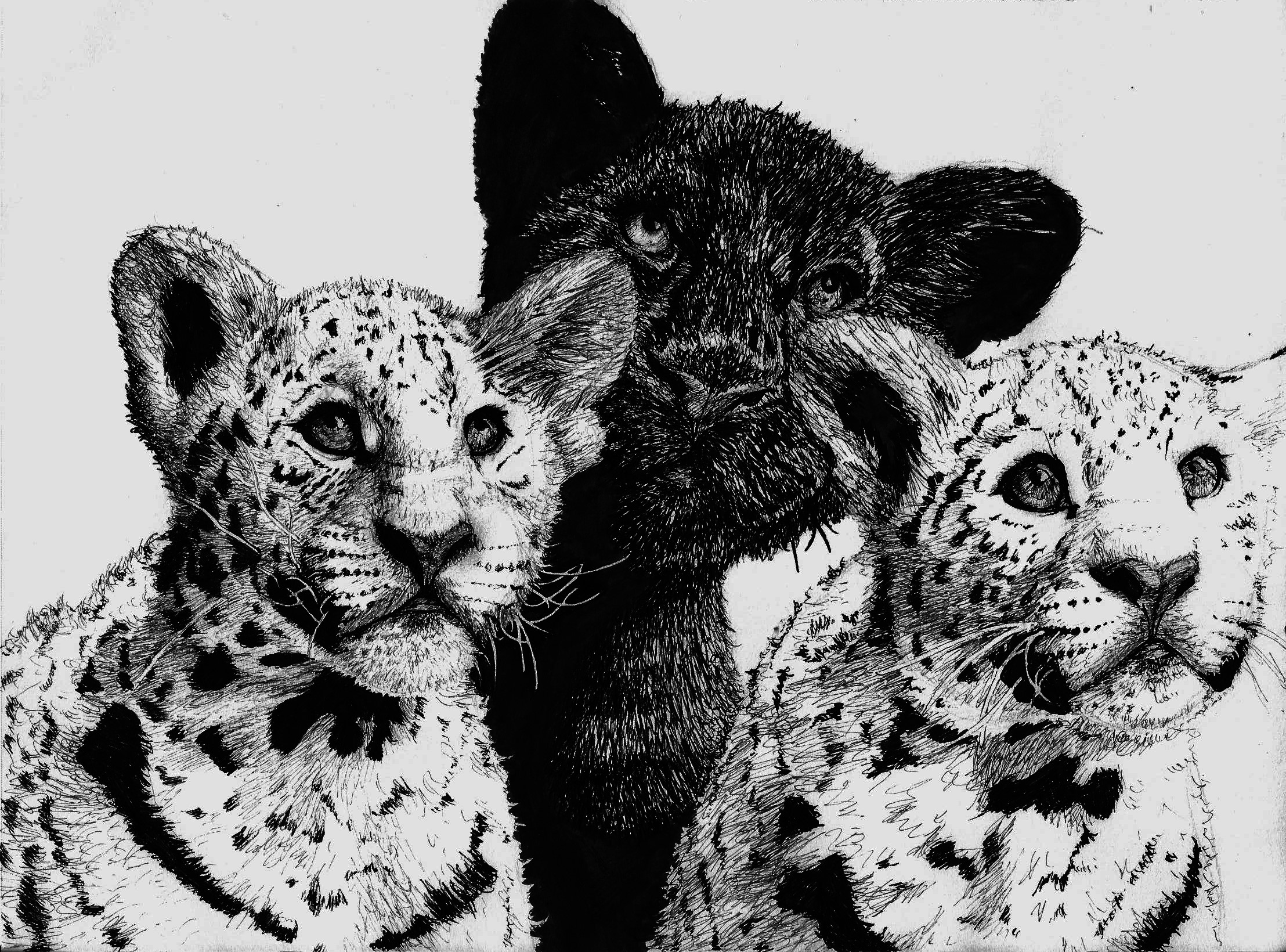 Three leopard cubs, one black panther cub HD Wallpaper