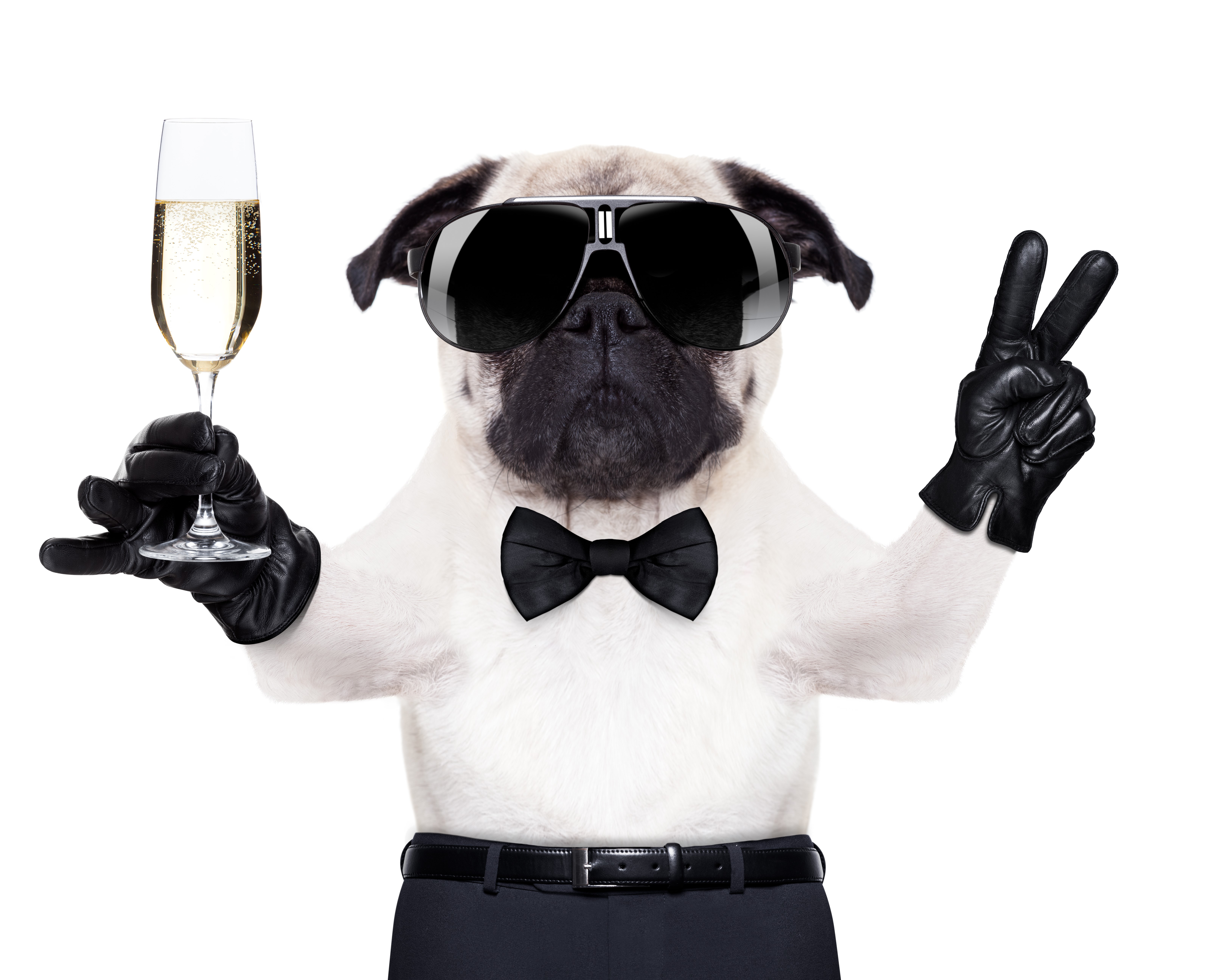 Pug dog in sunglasses holding champagne and making peace sign HD Wallpaper